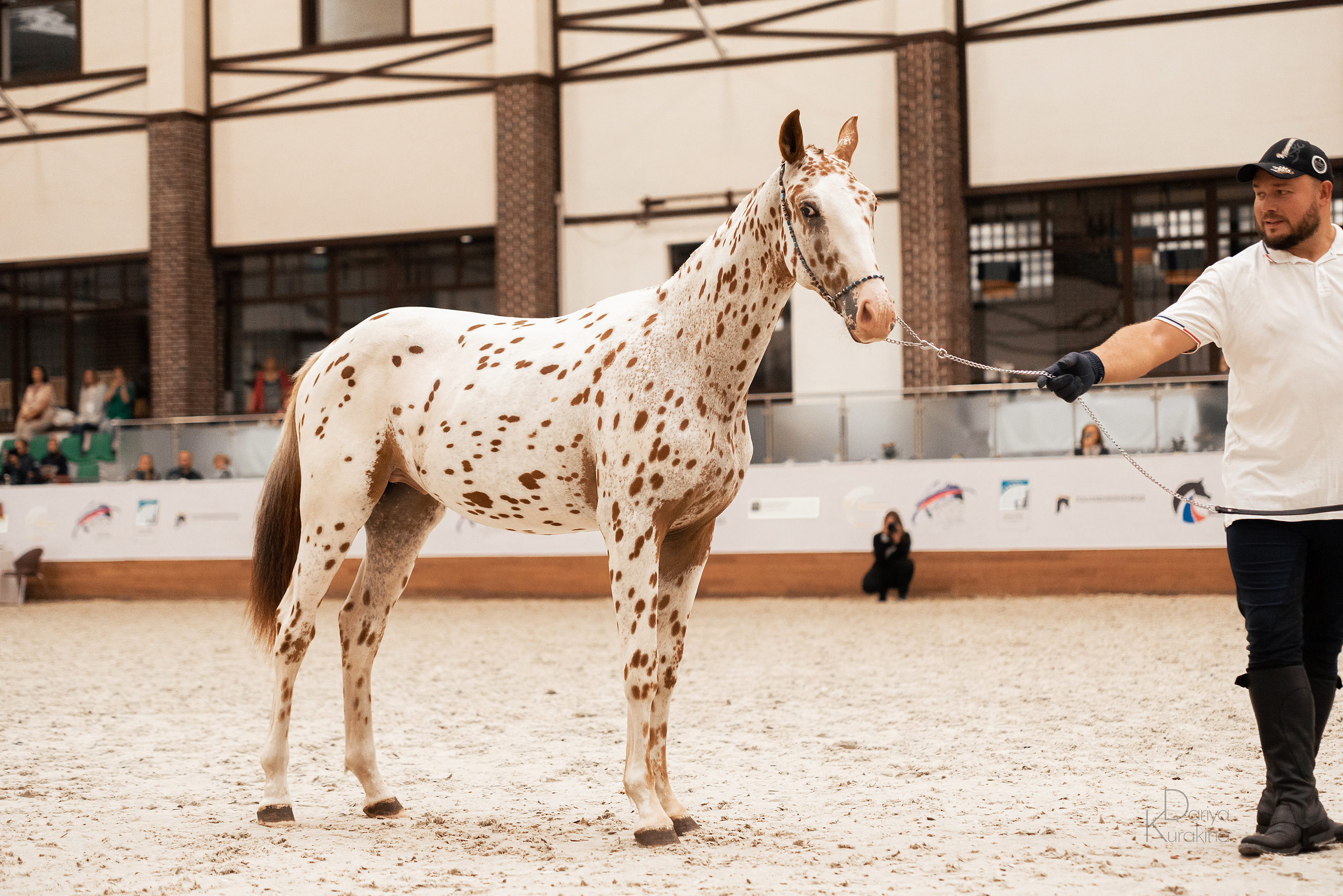 Конная Россия 2021. Конный фотограф Куракина Дарья • Фотосессии с лошадьми