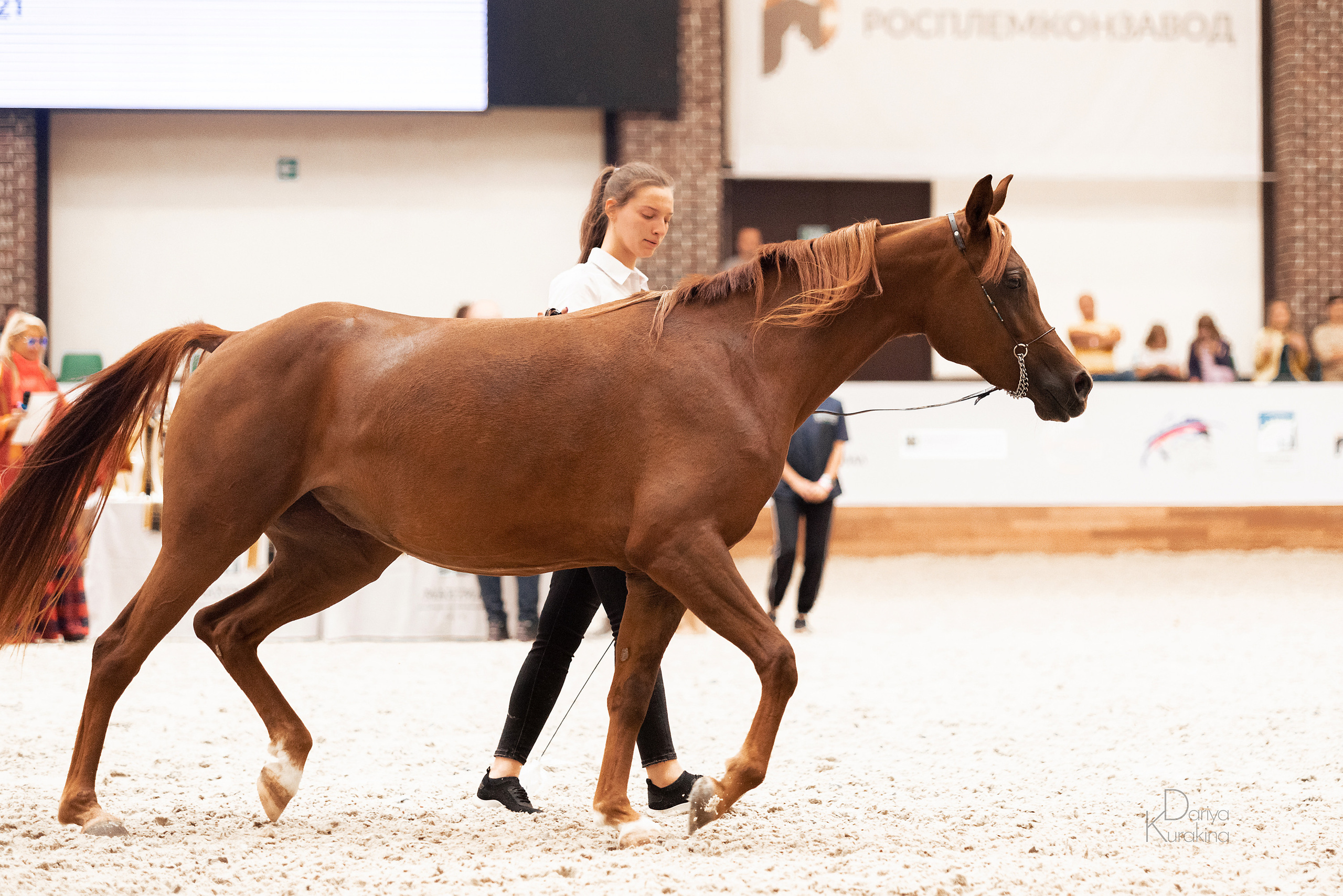 Конная Россия 2021. Конный фотограф Куракина Дарья • Фотосессии с лошадьми