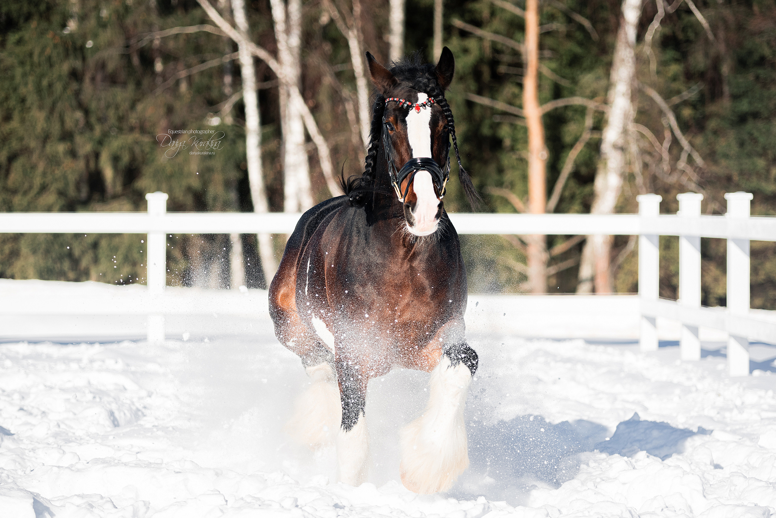 Лафарейдо. Конный фотограф Куракина Дарья • Фотосессии с лошадьми