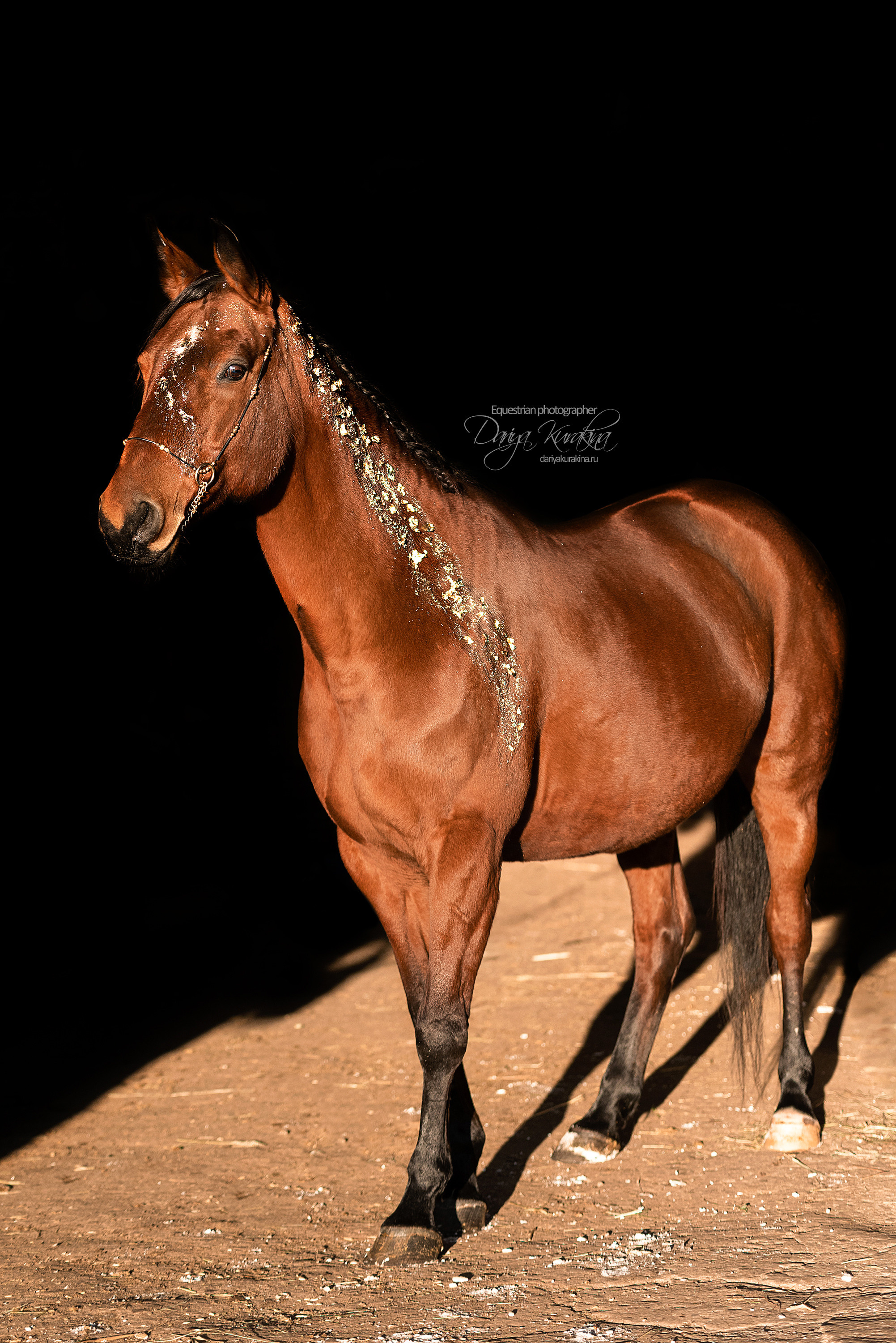 Сияние. Конный фотограф Куракина Дарья • Фотосессии с лошадьми