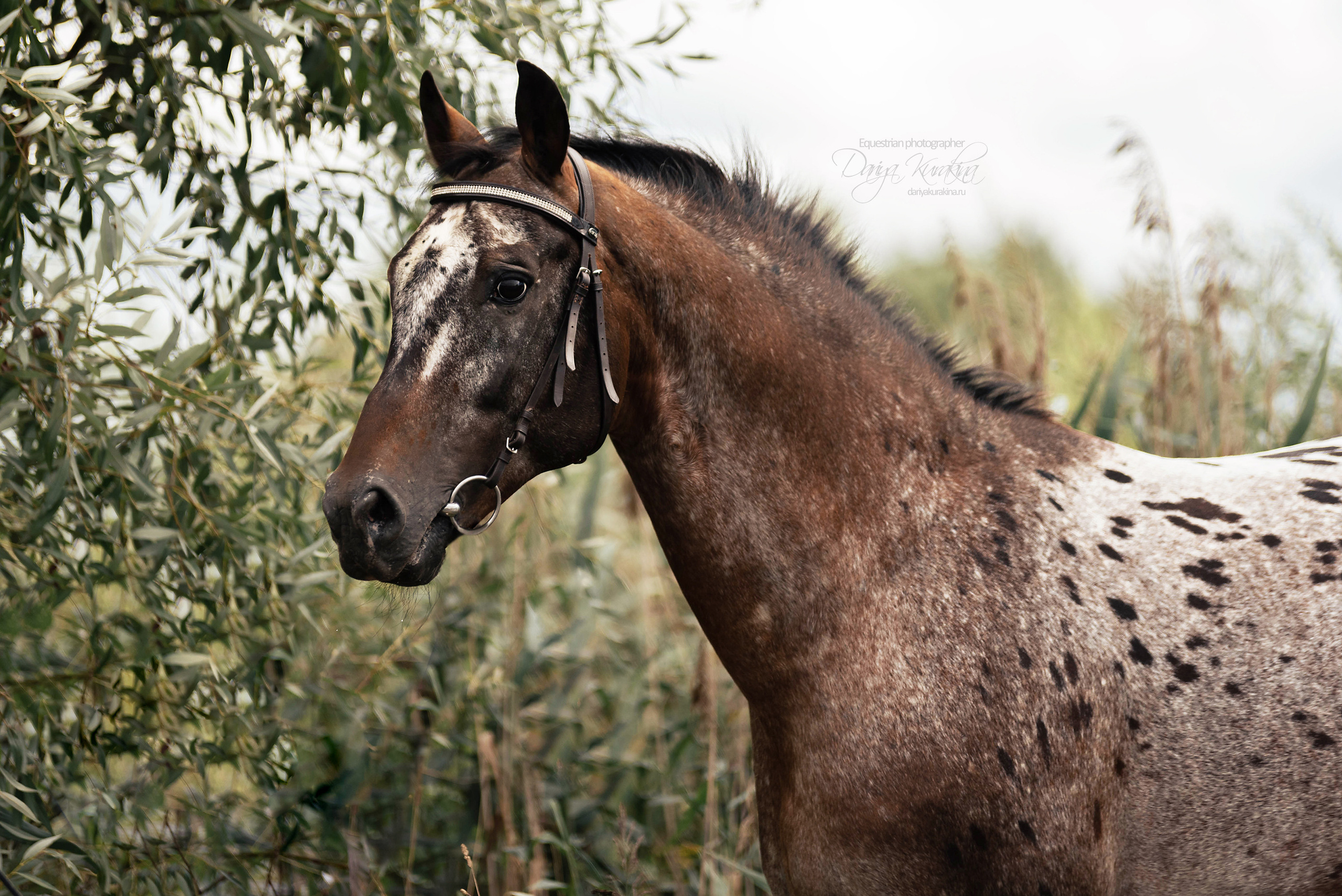 Кнабы. Конный фотограф Куракина Дарья • Фотосессии с лошадьми