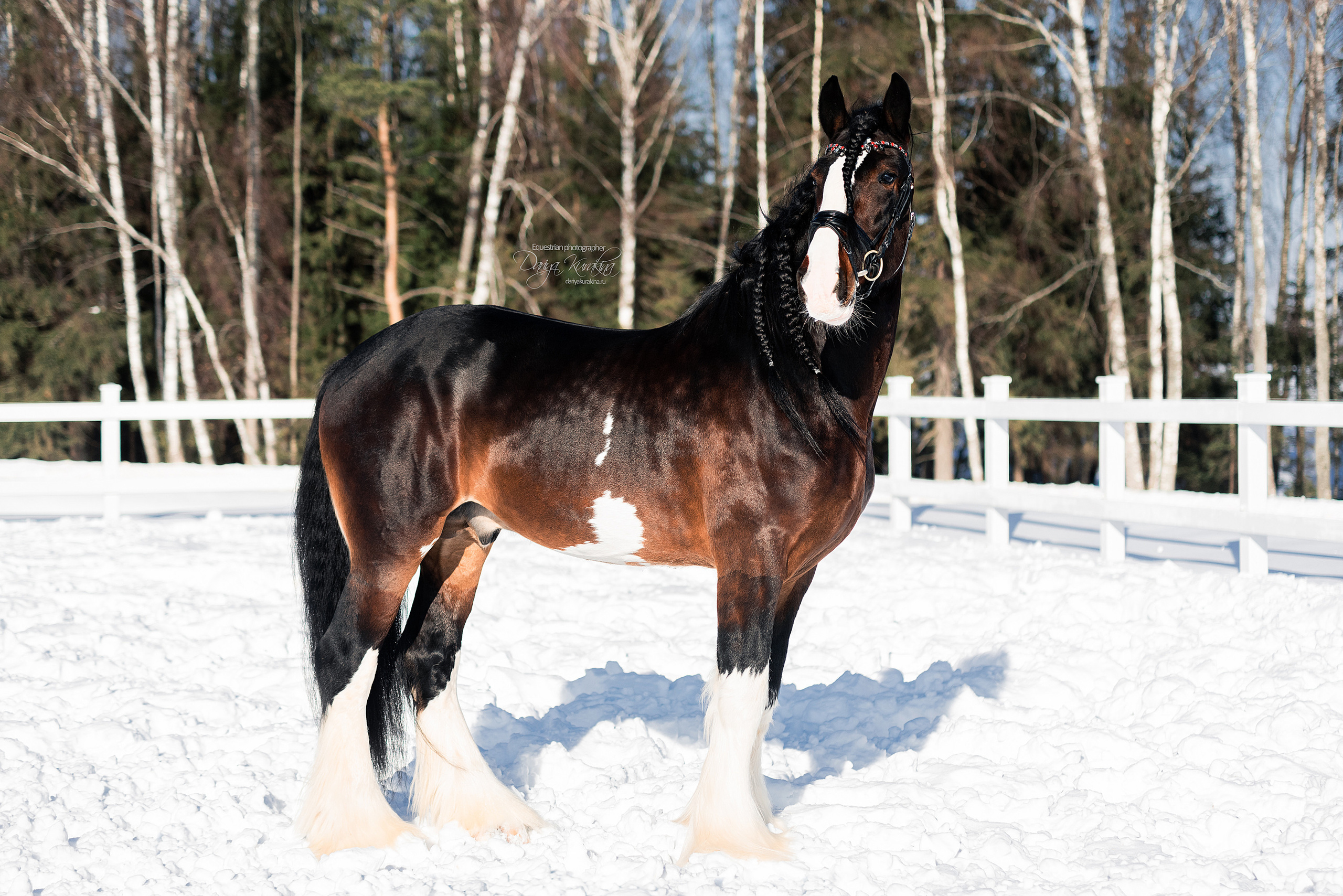 Лафарейдо. Конный фотограф Куракина Дарья • Фотосессии с лошадьми