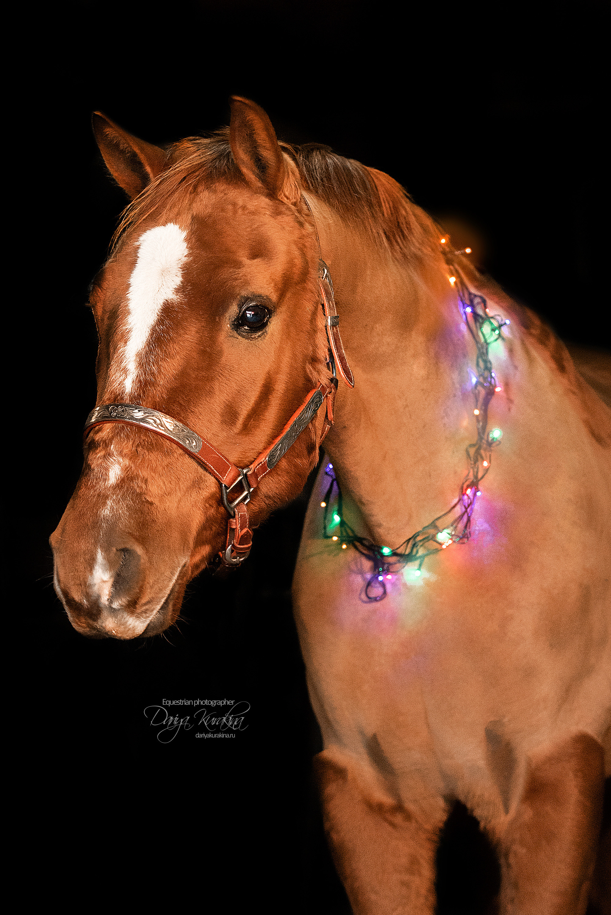 Сияние. Конный фотограф Куракина Дарья • Фотосессии с лошадьми