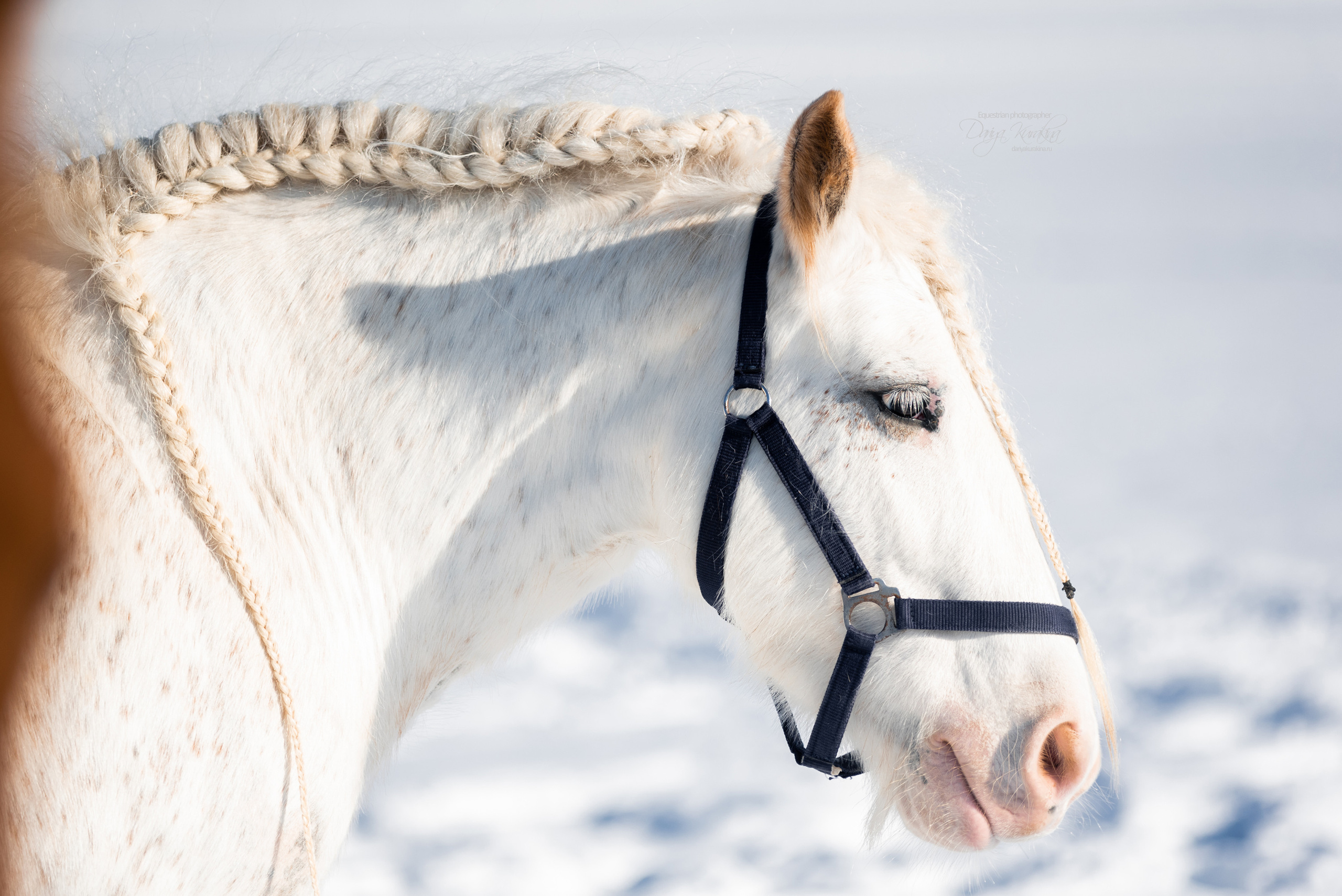 Лафарейдо. Конный фотограф Куракина Дарья • Фотосессии с лошадьми