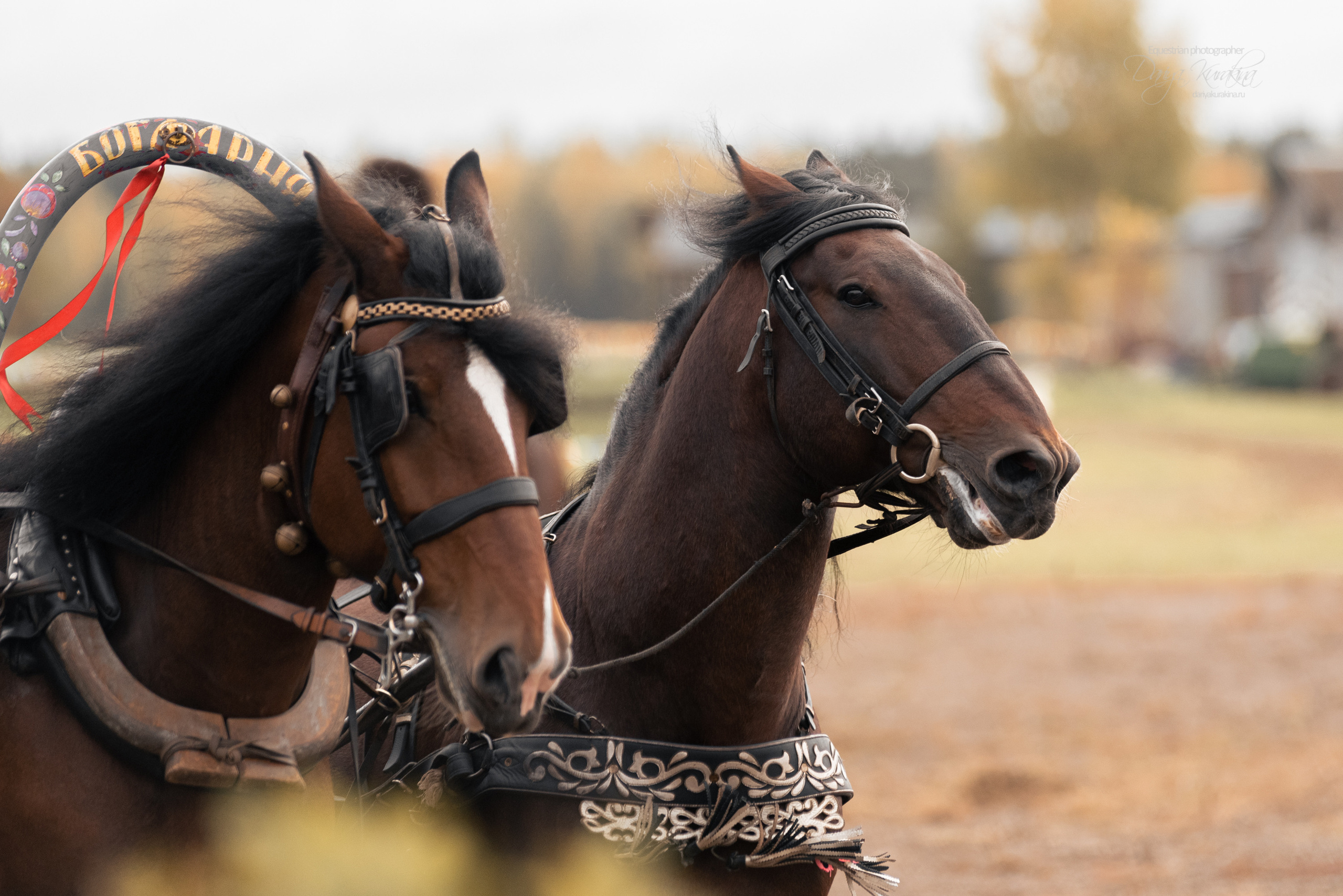 Богдарня. Конный фотограф Куракина Дарья • Фотосессии с лошадьми