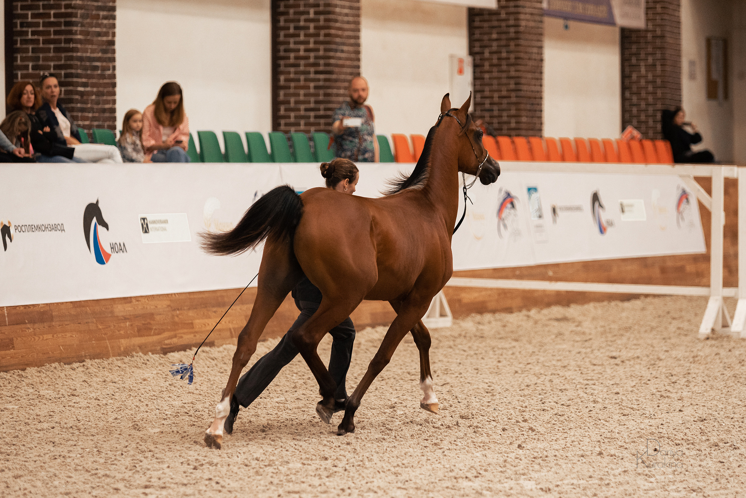 Конная Россия 2021. Конный фотограф Куракина Дарья • Фотосессии с лошадьми