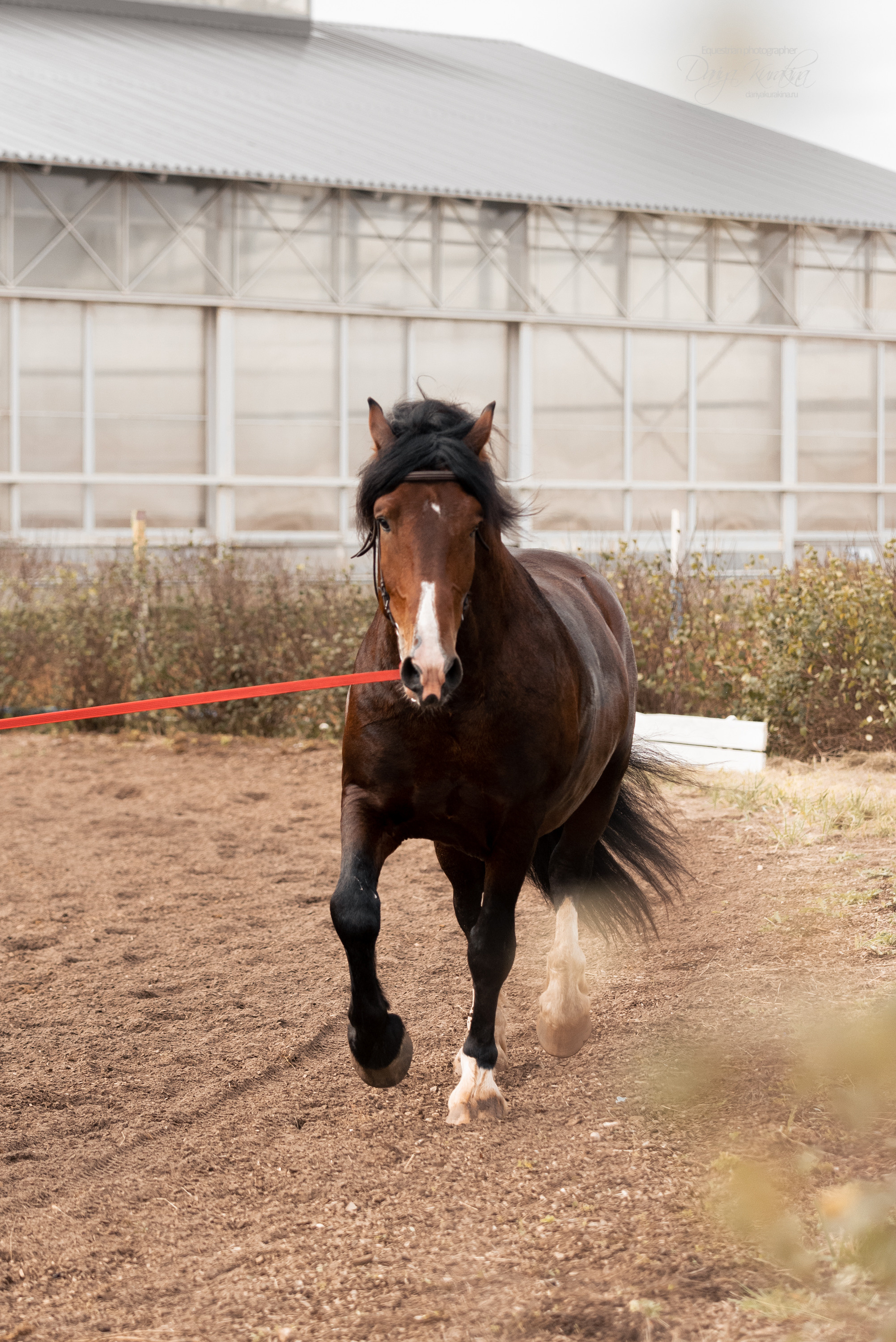 Богдарня. Конный фотограф Куракина Дарья • Фотосессии с лошадьми