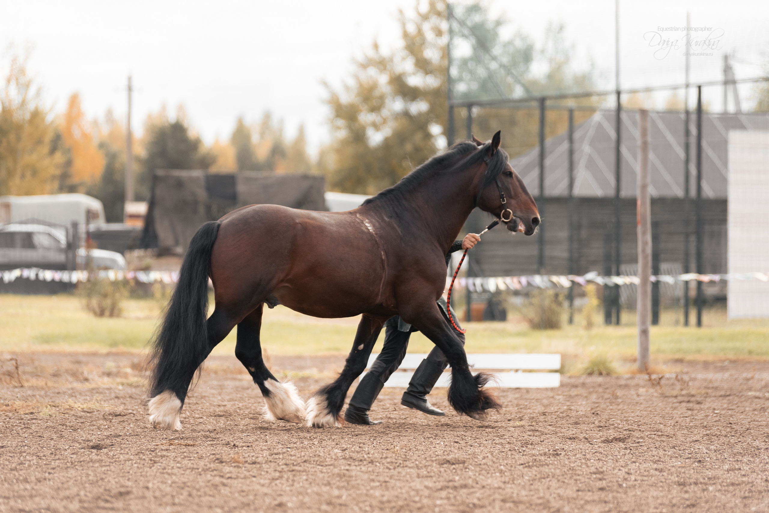 Богдарня. Конный фотограф Куракина Дарья • Фотосессии с лошадьми