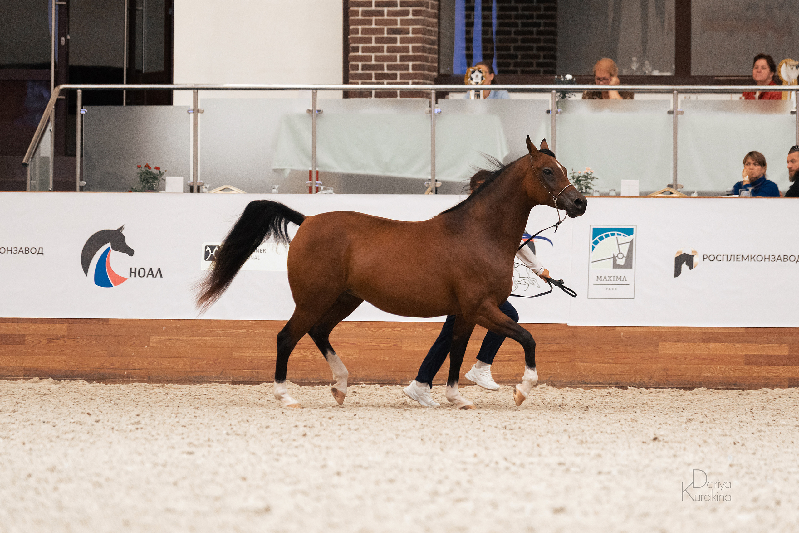 Конная Россия 2021. Конный фотограф Куракина Дарья • Фотосессии с лошадьми