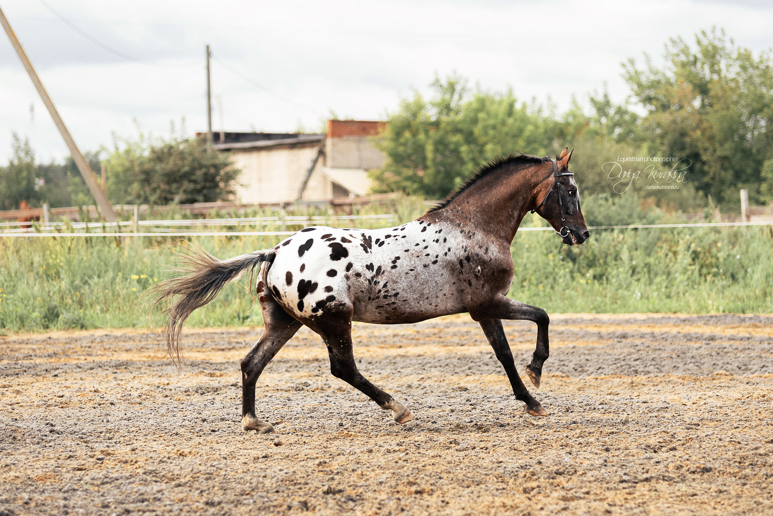 Кнабы. Конный фотограф Куракина Дарья • Фотосессии с лошадьми