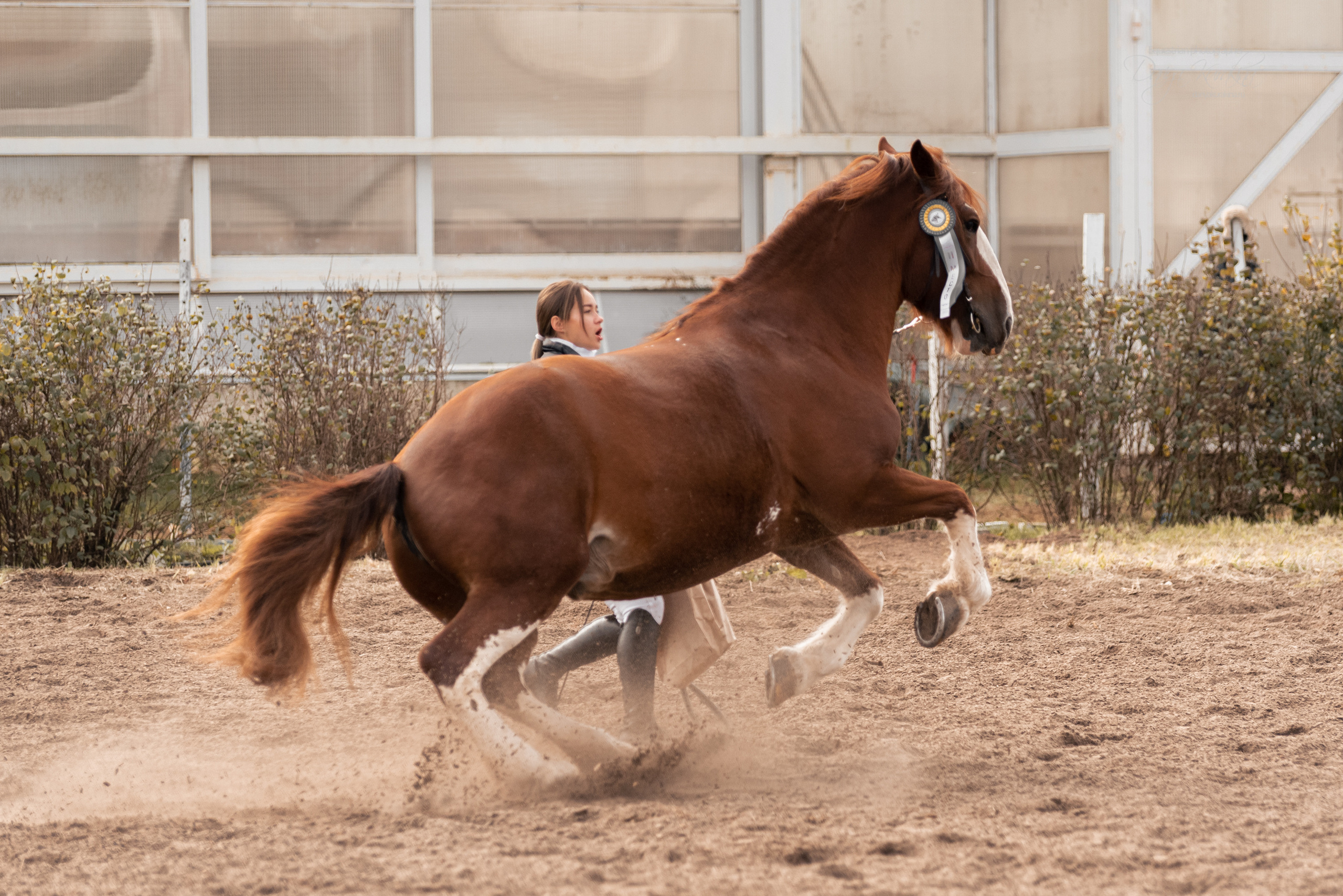 Богдарня. Конный фотограф Куракина Дарья • Фотосессии с лошадьми