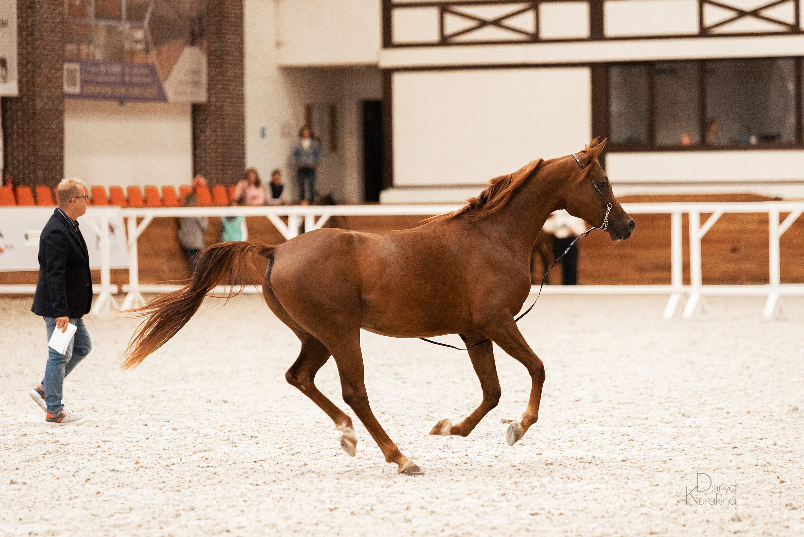 Конная Россия 2021. Конный фотограф Куракина Дарья • Фотосессии с лошадьми