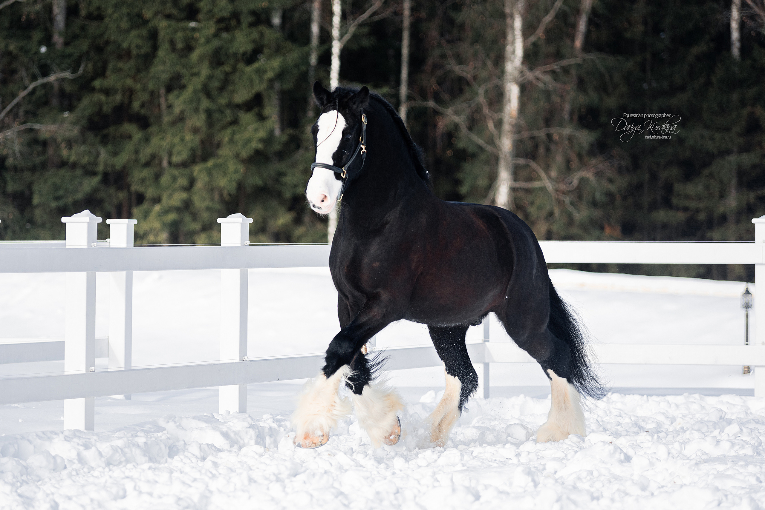 Лафарейдо. Конный фотограф Куракина Дарья • Фотосессии с лошадьми