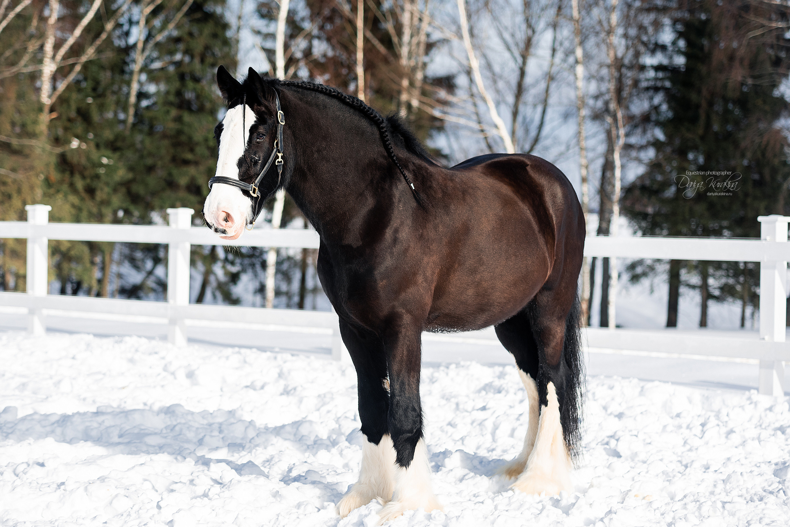 Лафарейдо. Конный фотограф Куракина Дарья • Фотосессии с лошадьми