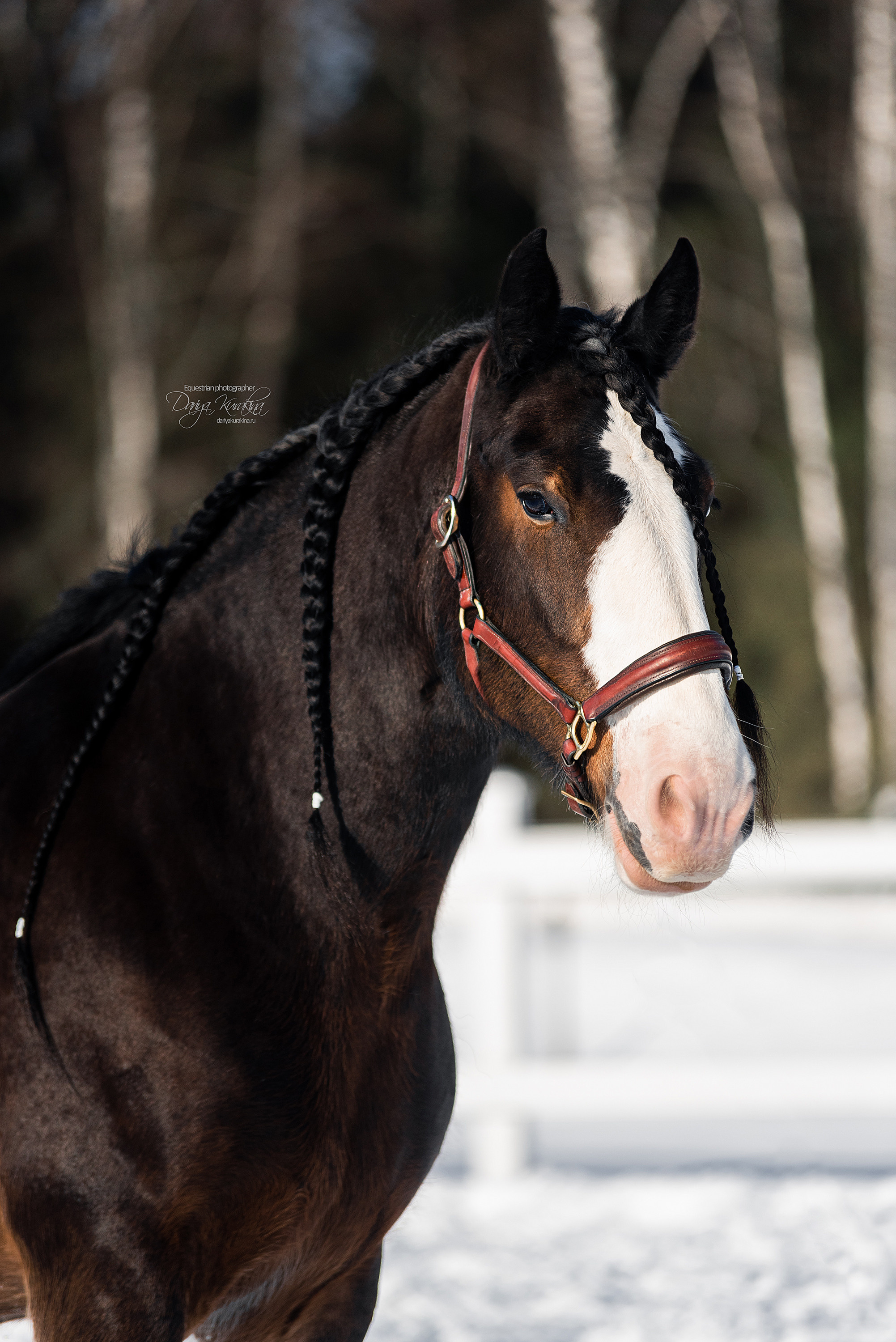 Лафарейдо. Конный фотограф Куракина Дарья • Фотосессии с лошадьми