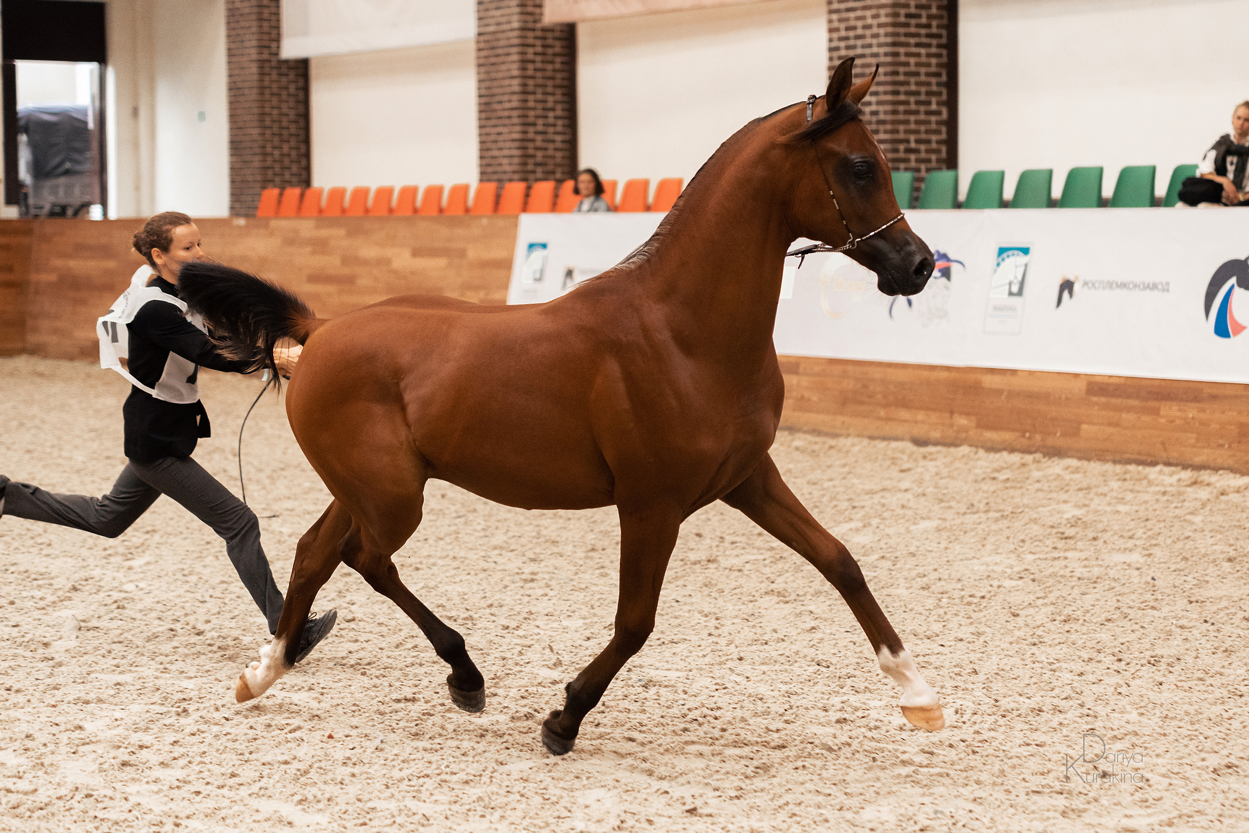 Конная Россия 2021. Конный фотограф Куракина Дарья • Фотосессии с лошадьми