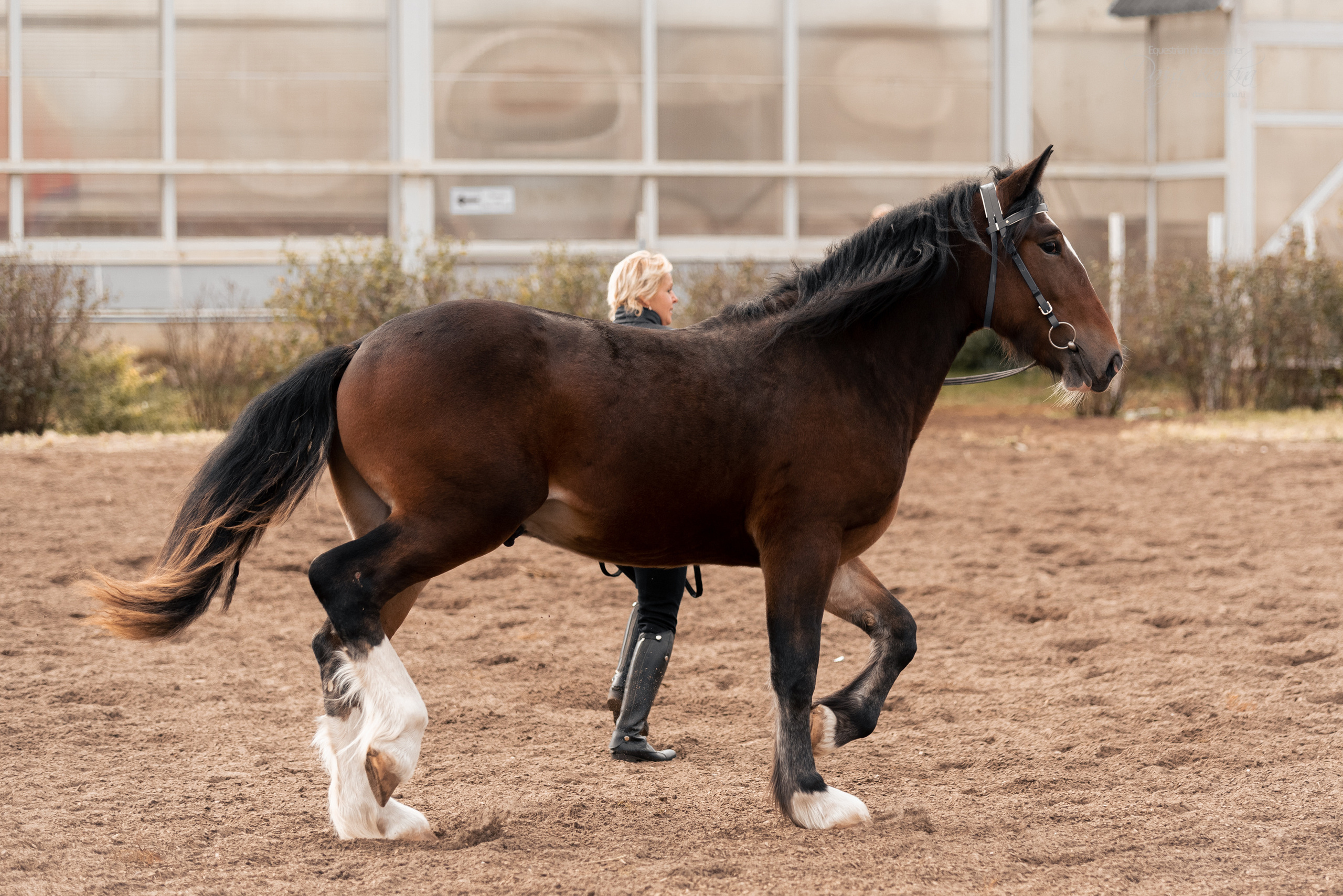 Богдарня. Конный фотограф Куракина Дарья • Фотосессии с лошадьми