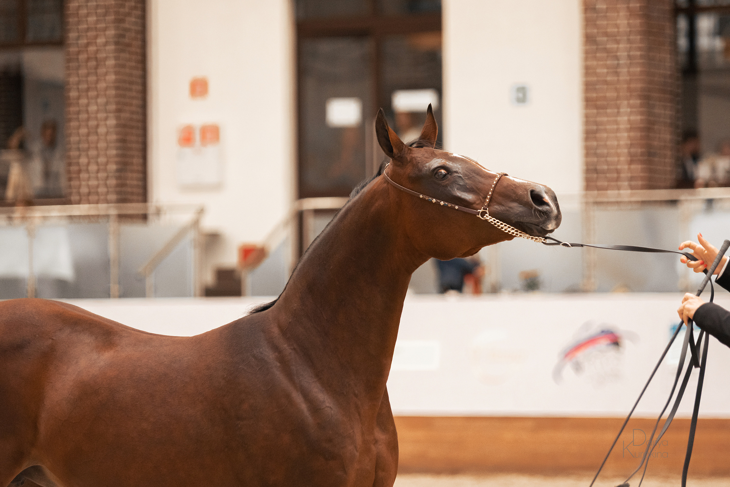 Конная Россия 2021. Конный фотограф Куракина Дарья • Фотосессии с лошадьми