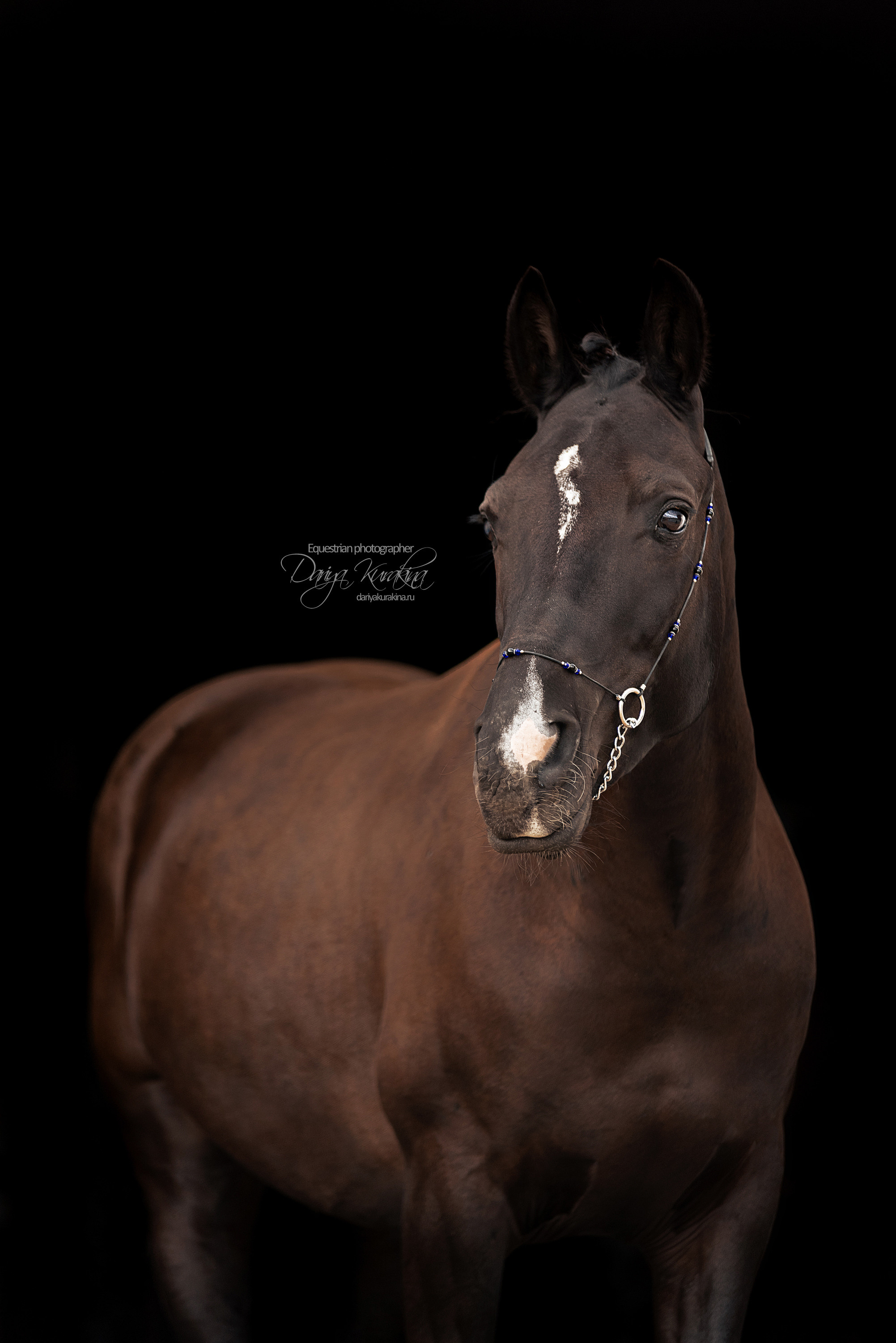 Джей Z. Конный фотограф Куракина Дарья • Фотосессии с лошадьми