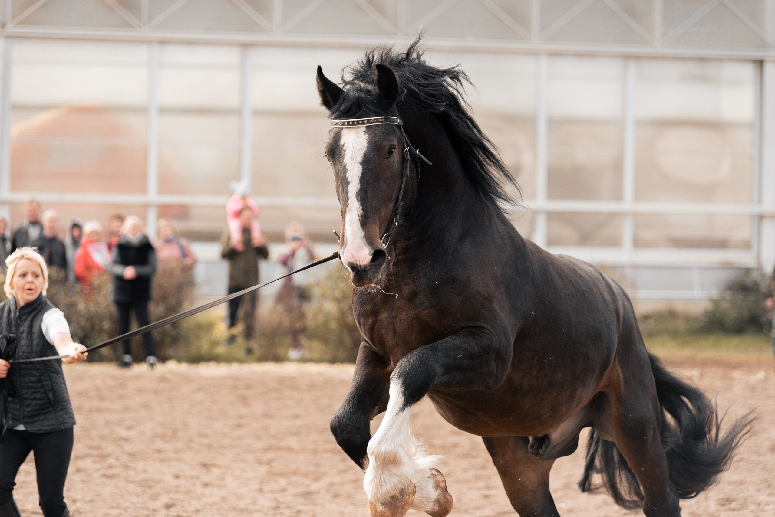 Богдарня. Конный фотограф Куракина Дарья • Фотосессии с лошадьми