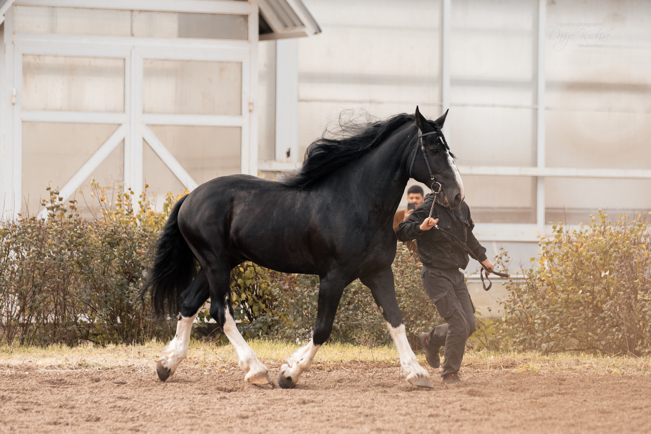 Богдарня. Конный фотограф Куракина Дарья • Фотосессии с лошадьми