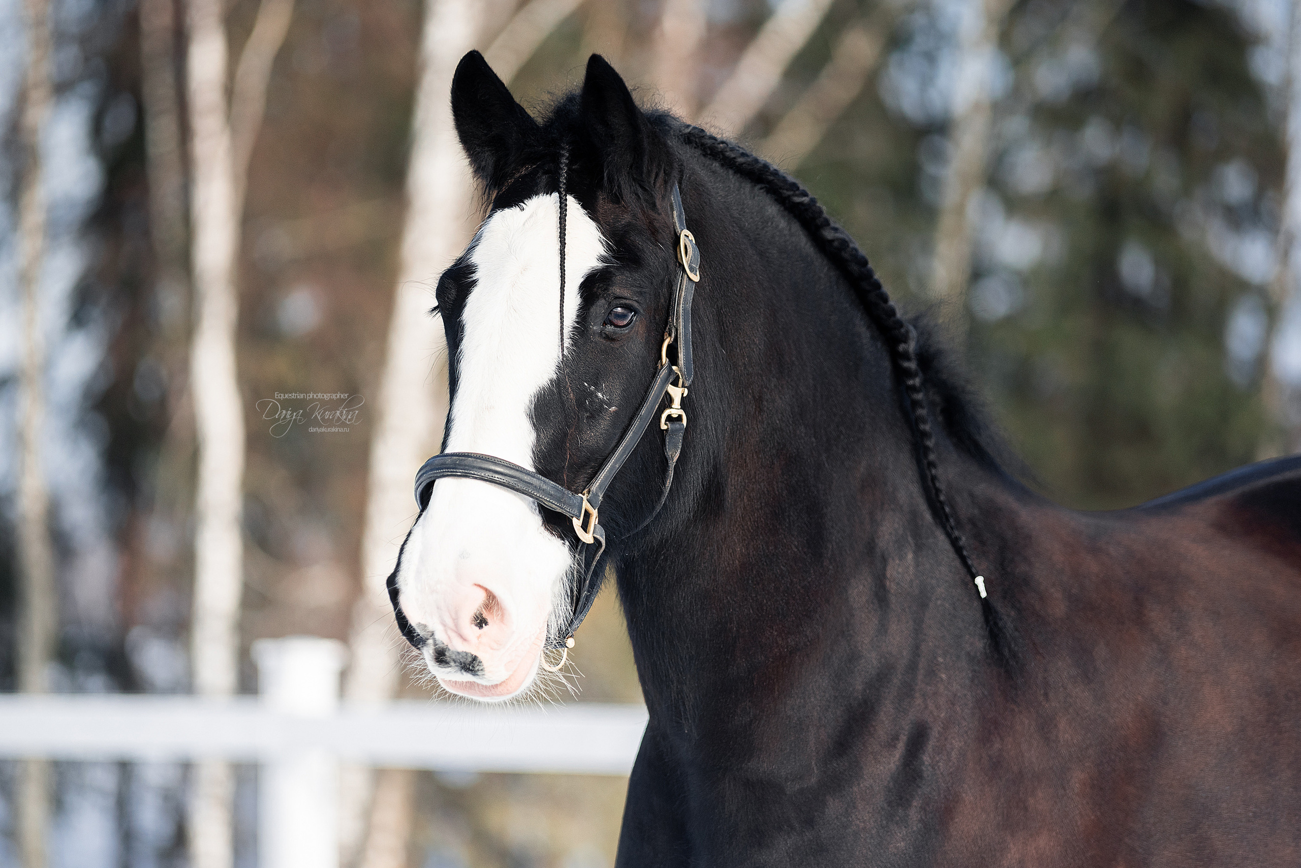 Лафарейдо. Конный фотограф Куракина Дарья • Фотосессии с лошадьми