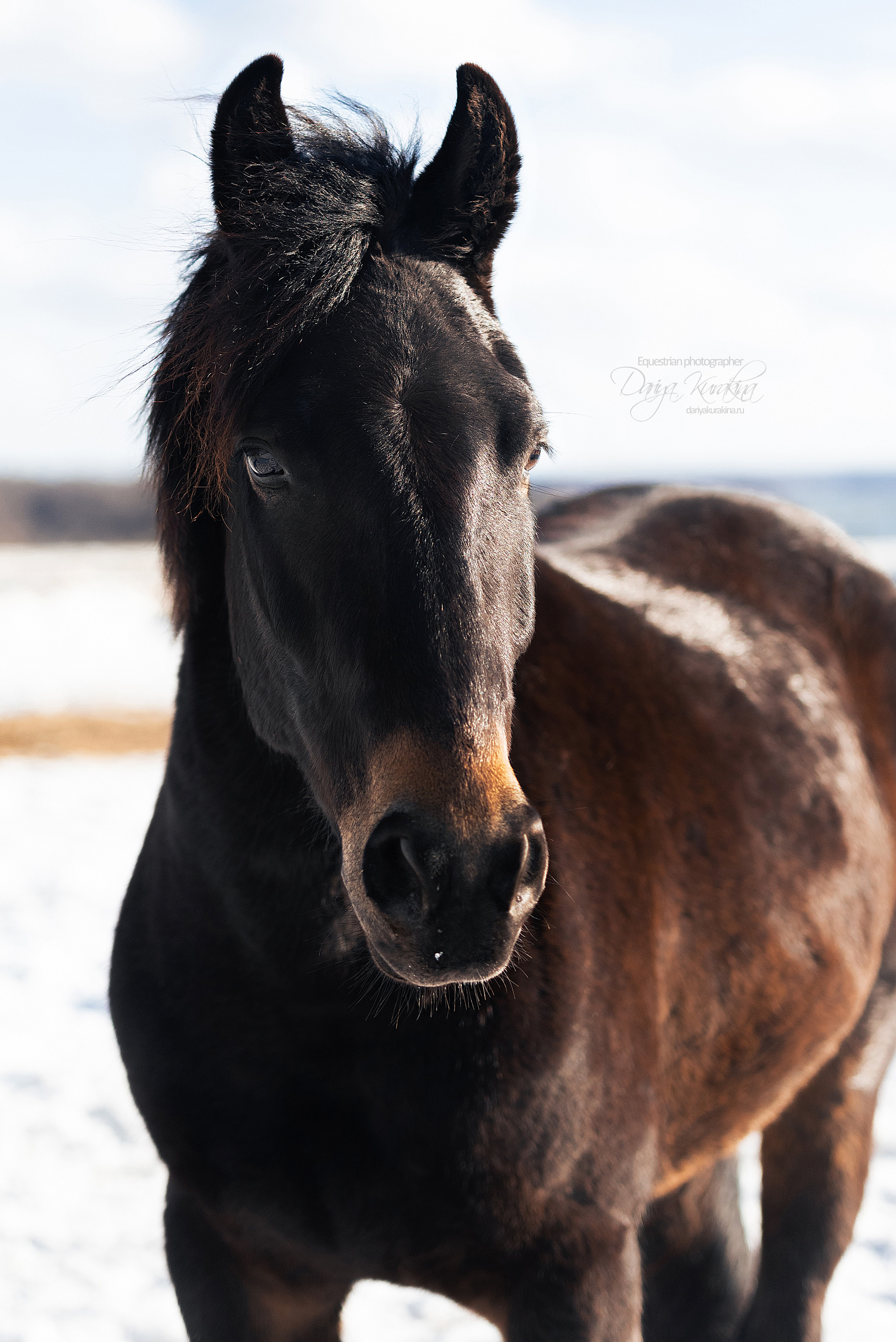 Кроули. Конный фотограф Куракина Дарья • Фотосессии с лошадьми