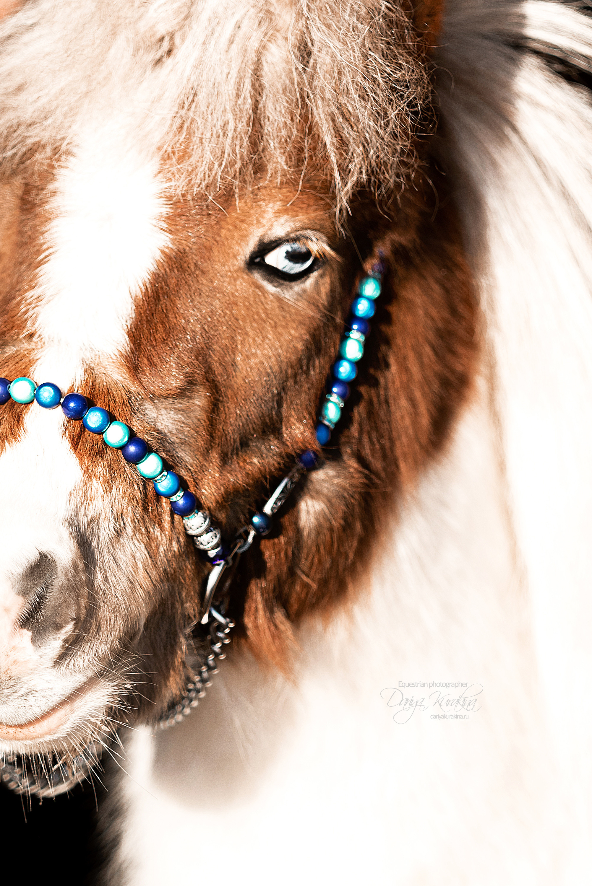 Сияние. Конный фотограф Куракина Дарья • Фотосессии с лошадьми