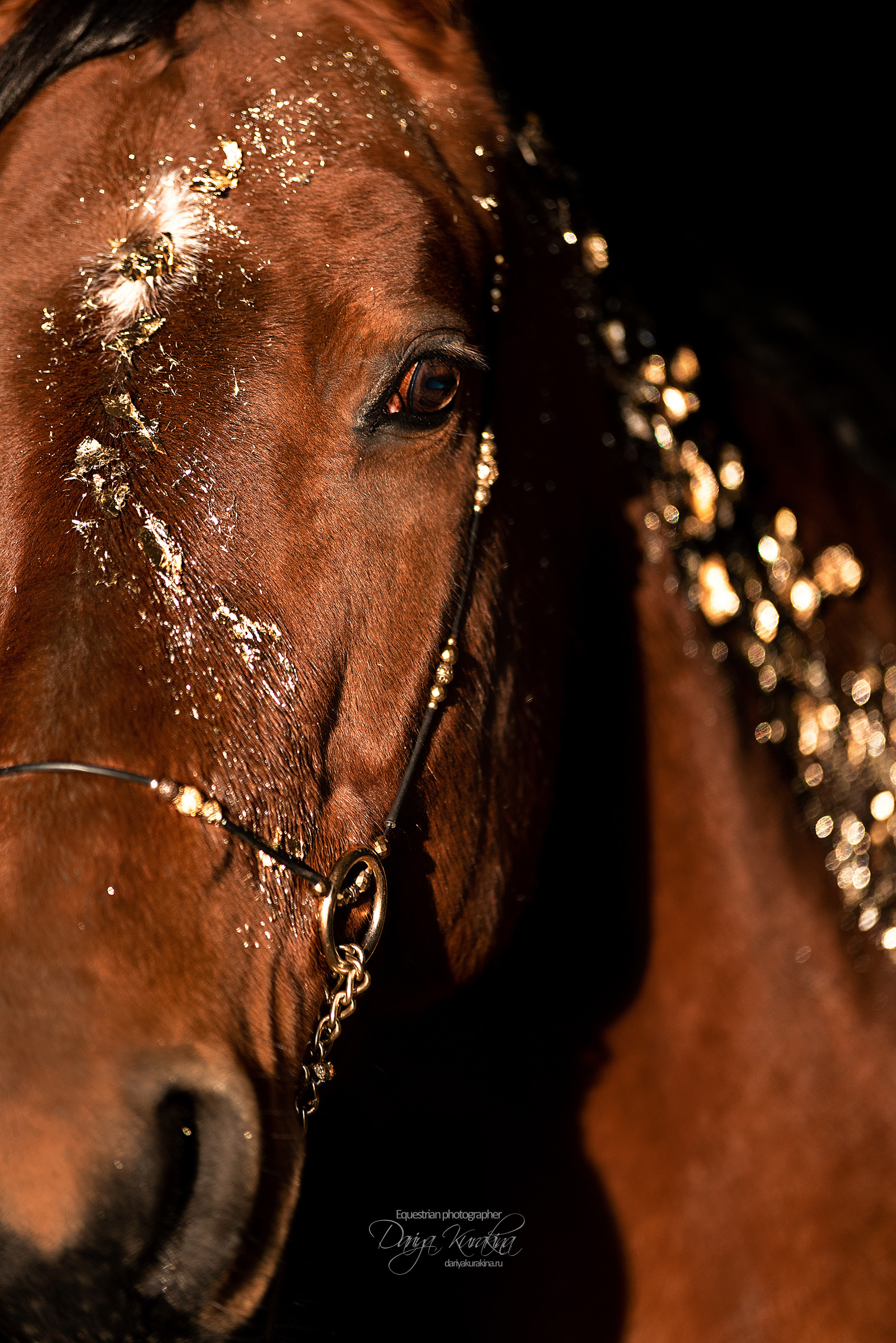 Сияние. Конный фотограф Куракина Дарья • Фотосессии с лошадьми