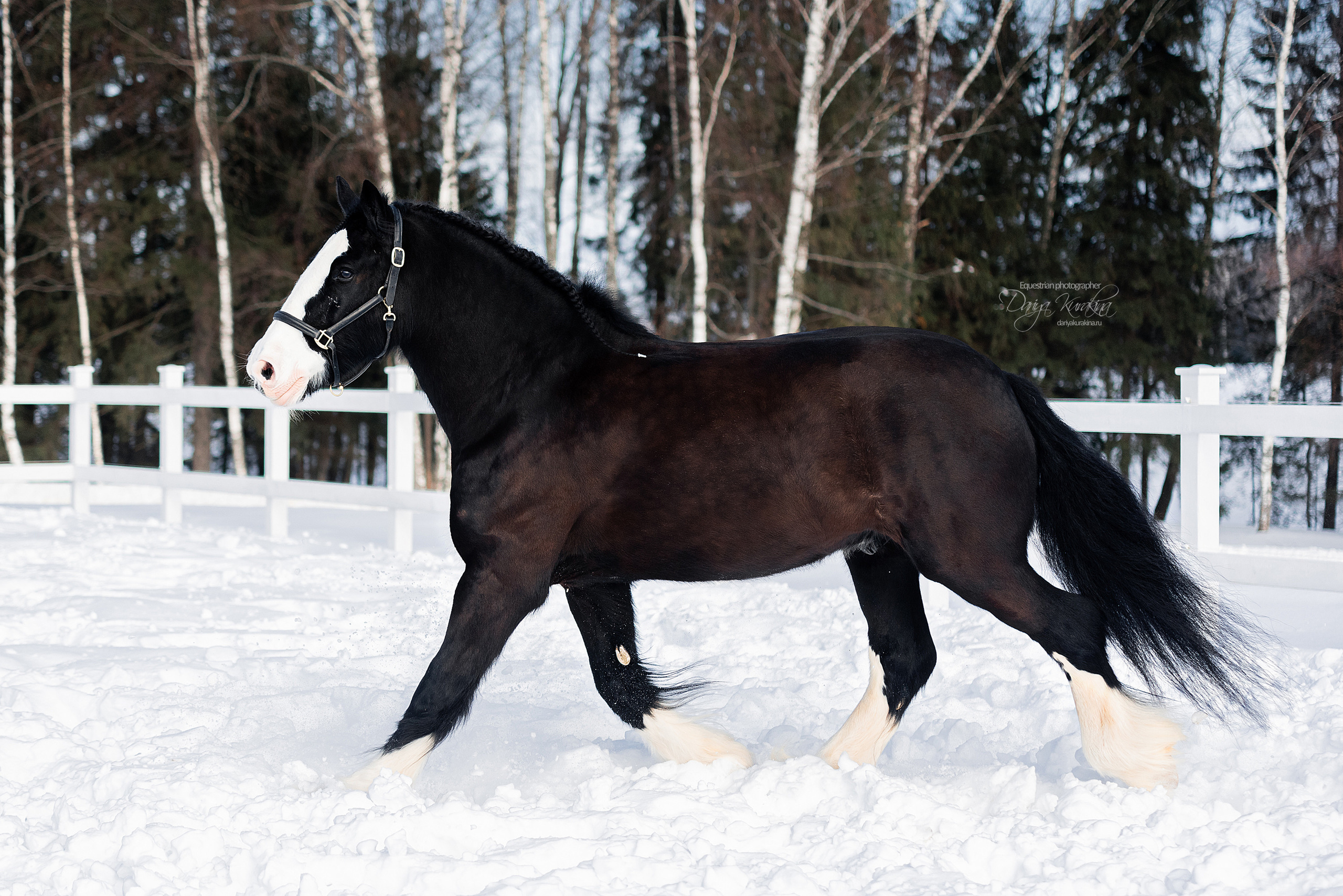 Лафарейдо. Конный фотограф Куракина Дарья • Фотосессии с лошадьми