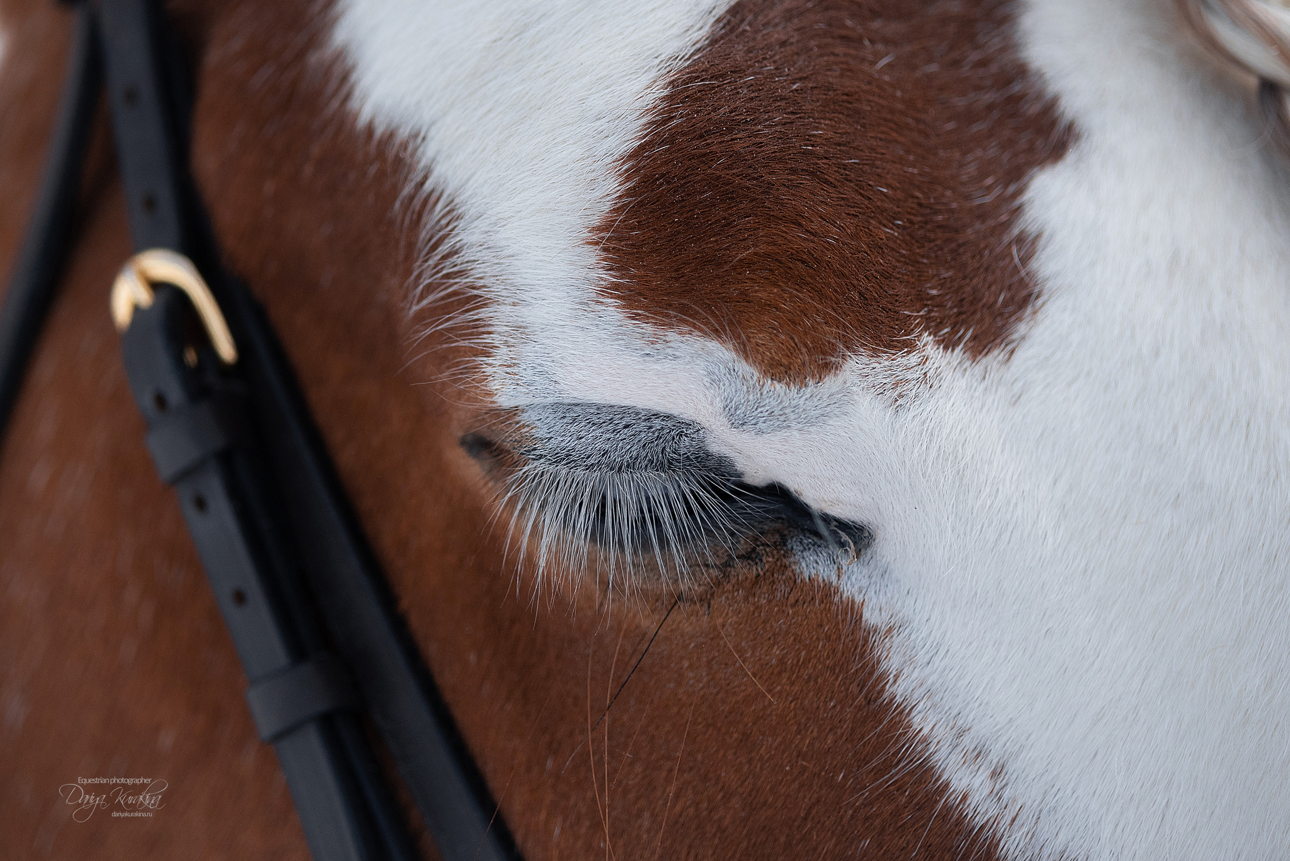 Лафарейдо. Конный фотограф Куракина Дарья • Фотосессии с лошадьми
