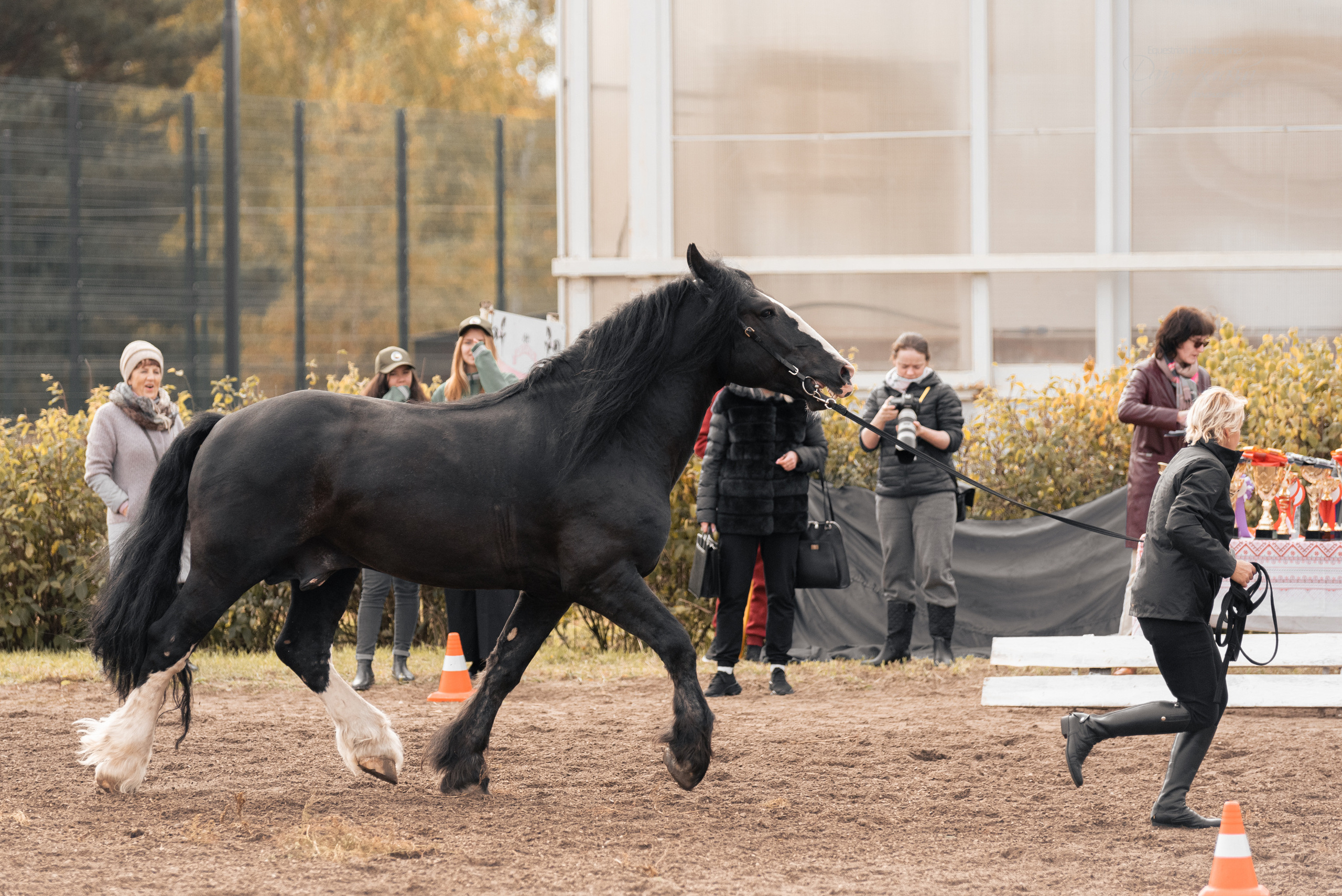 Богдарня. Конный фотограф Куракина Дарья • Фотосессии с лошадьми