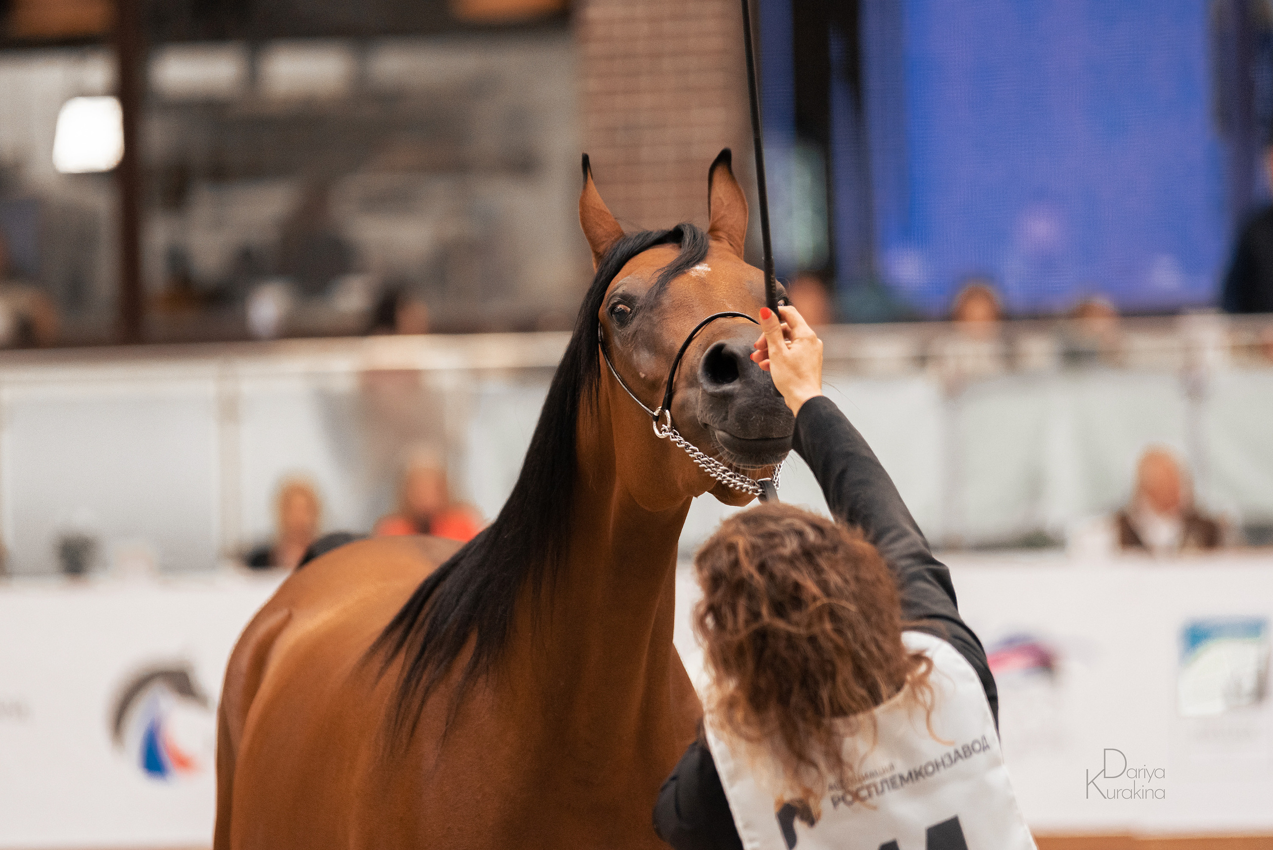 Конная Россия 2021. Конный фотограф Куракина Дарья • Фотосессии с лошадьми