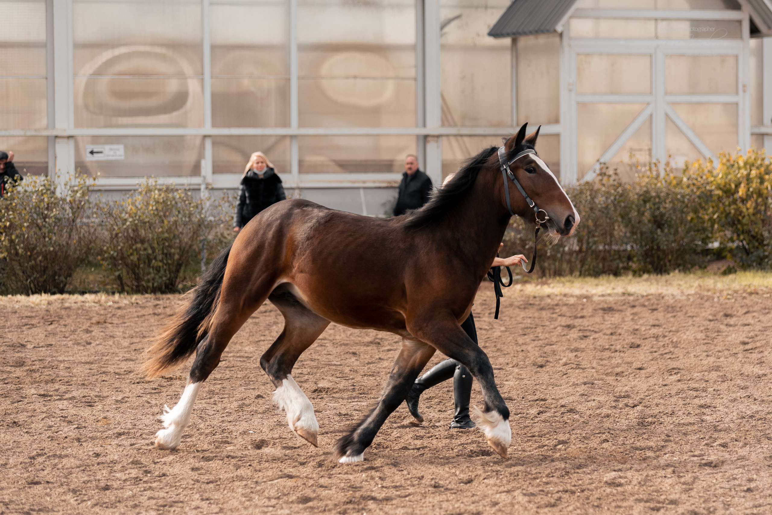 Богдарня. Конный фотограф Куракина Дарья • Фотосессии с лошадьми