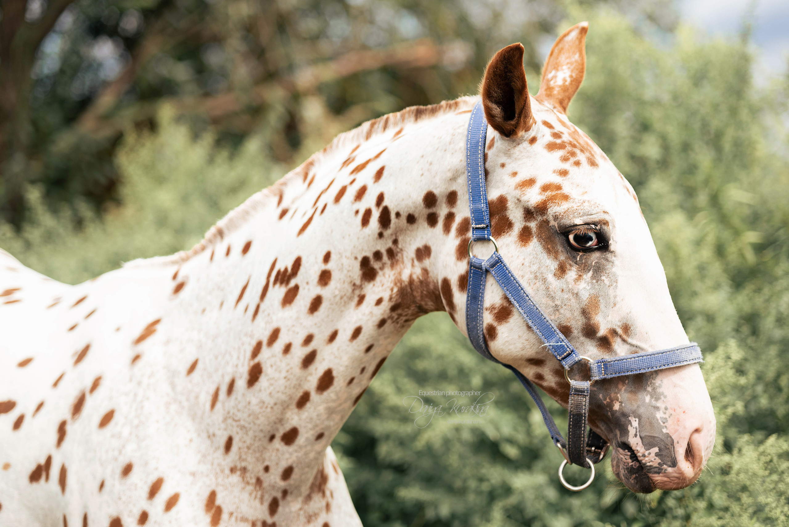 Кнабы. Конный фотограф Куракина Дарья • Фотосессии с лошадьми