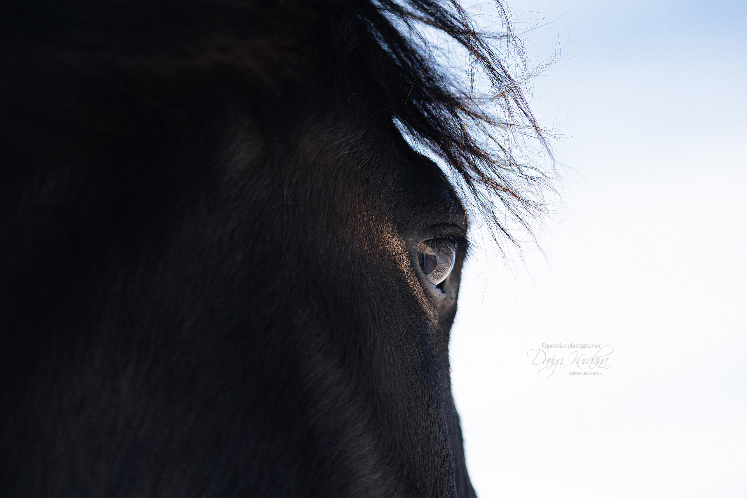 Кроули. Конный фотограф Куракина Дарья • Фотосессии с лошадьми