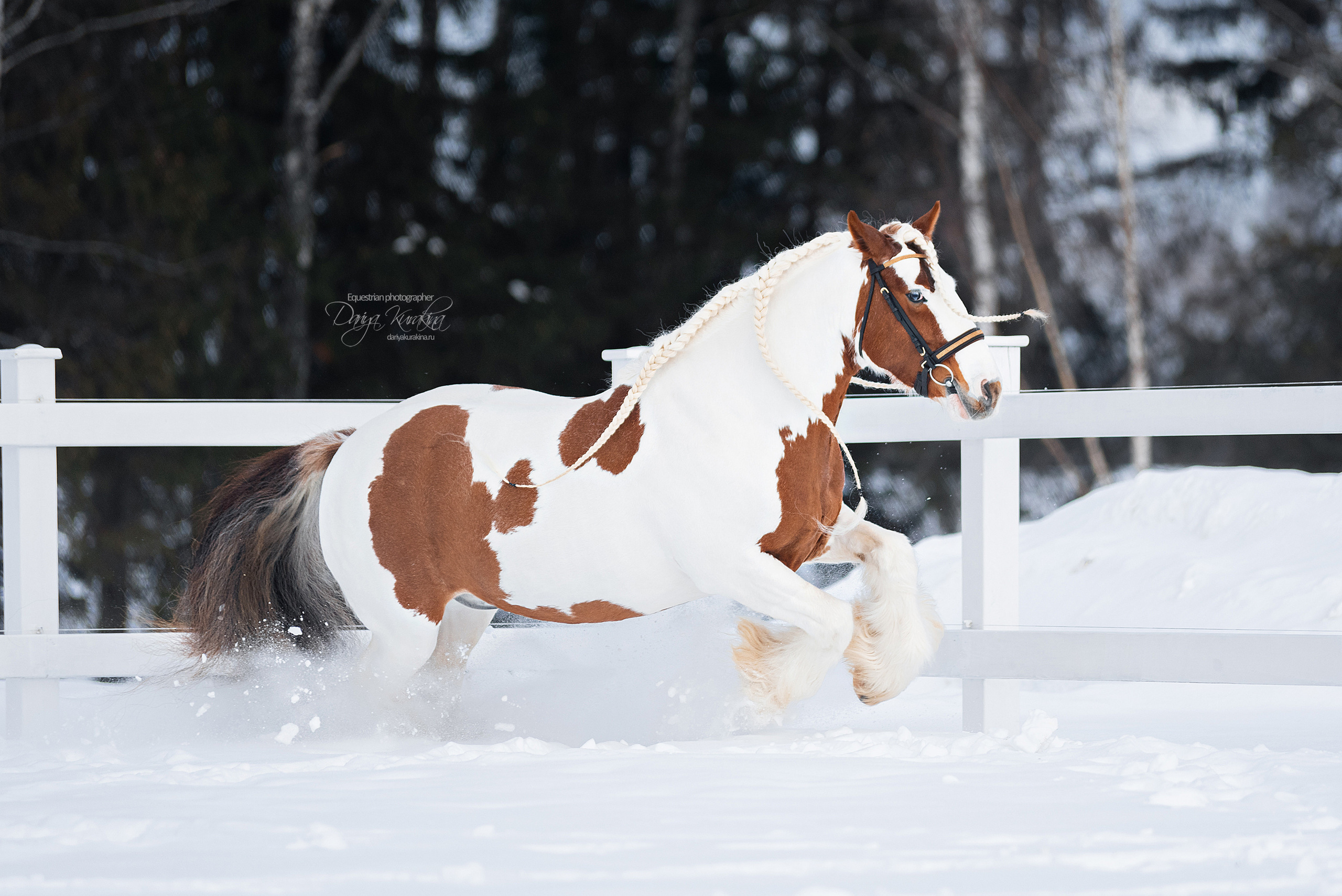 Лафарейдо. Конный фотограф Куракина Дарья • Фотосессии с лошадьми