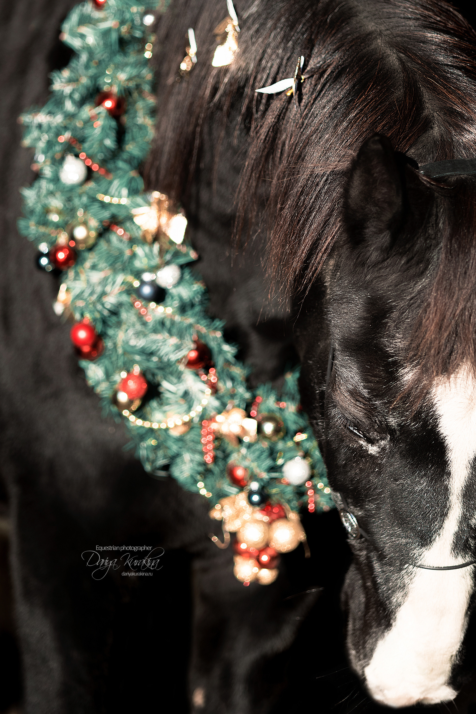 Сияние. Конный фотограф Куракина Дарья • Фотосессии с лошадьми