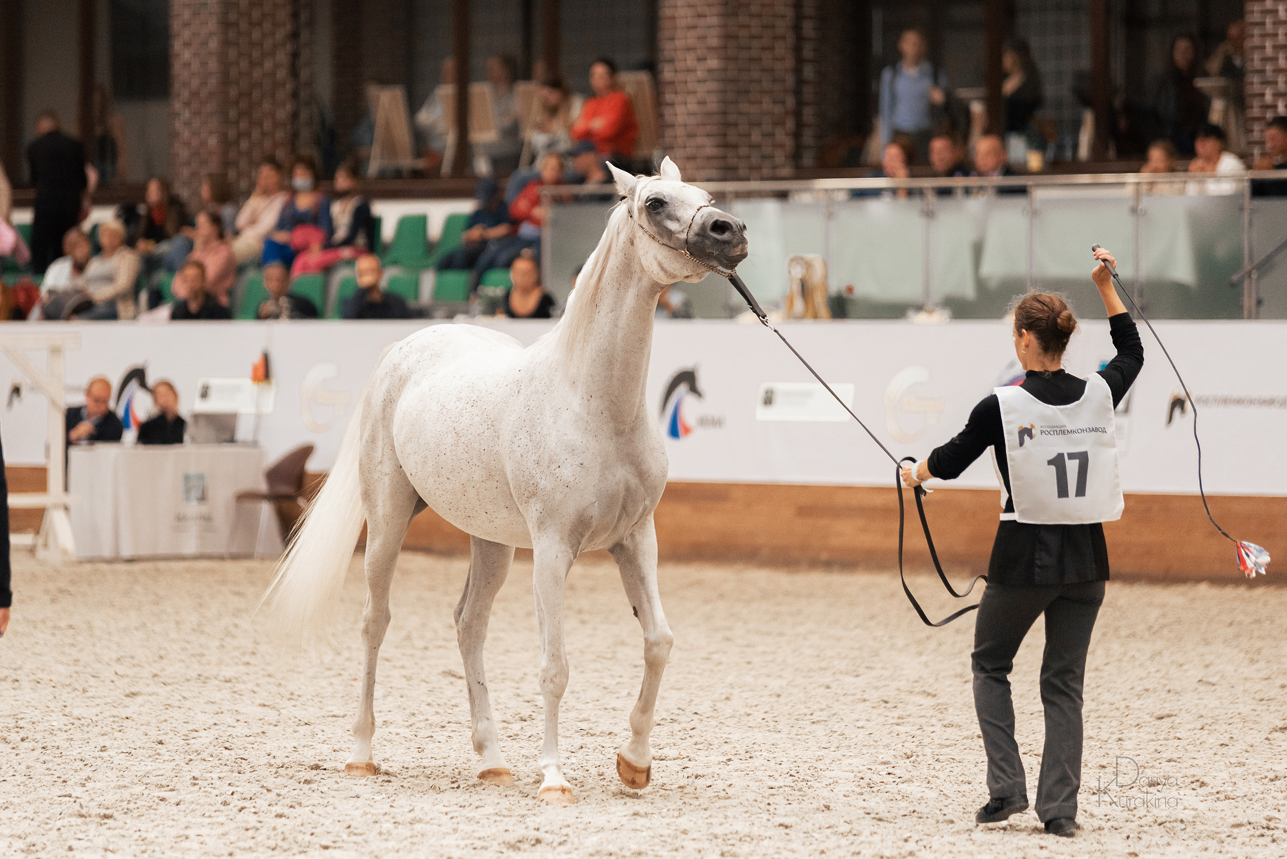 Конная Россия 2021. Конный фотограф Куракина Дарья • Фотосессии с лошадьми