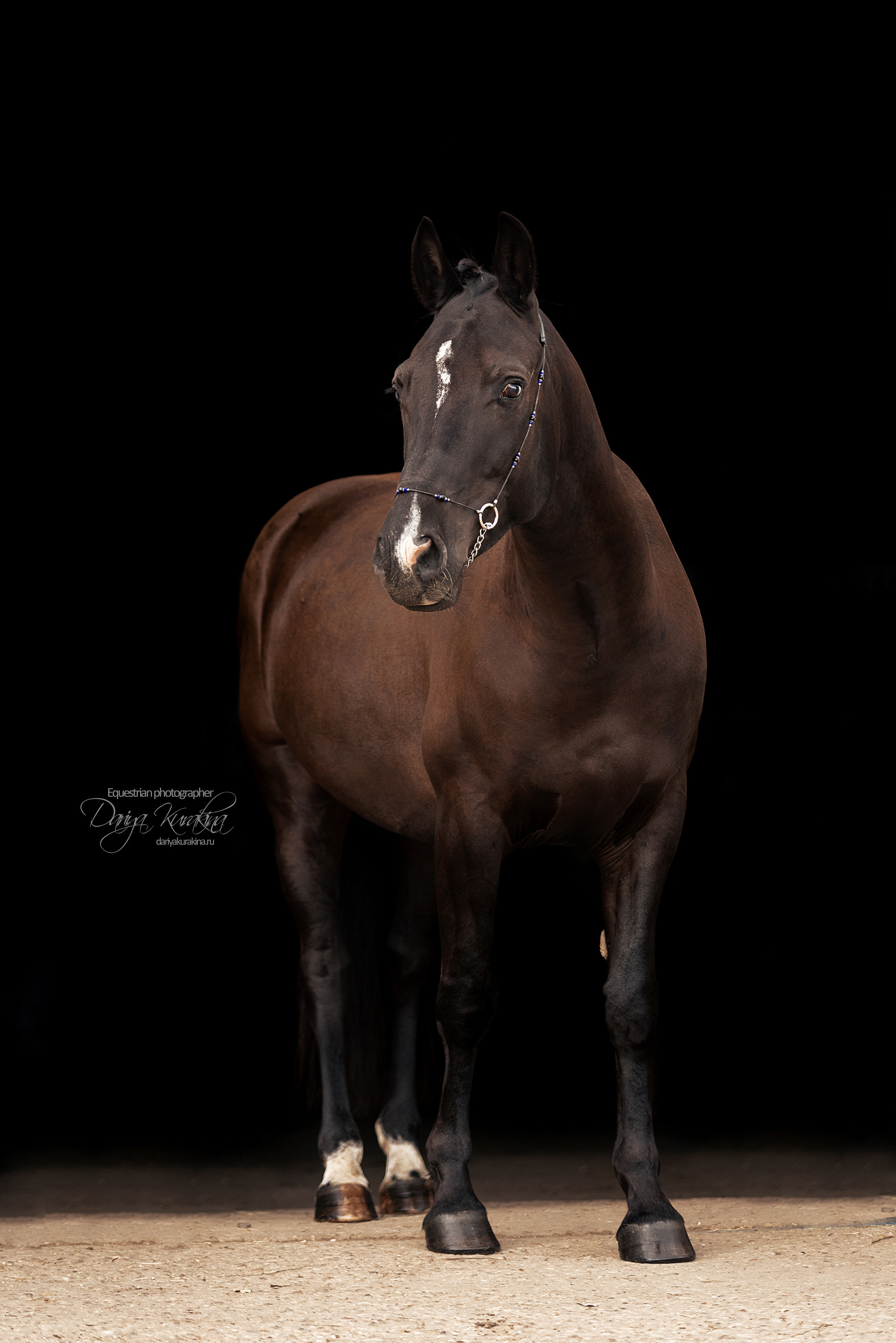 Джей Z. Конный фотограф Куракина Дарья • Фотосессии с лошадьми