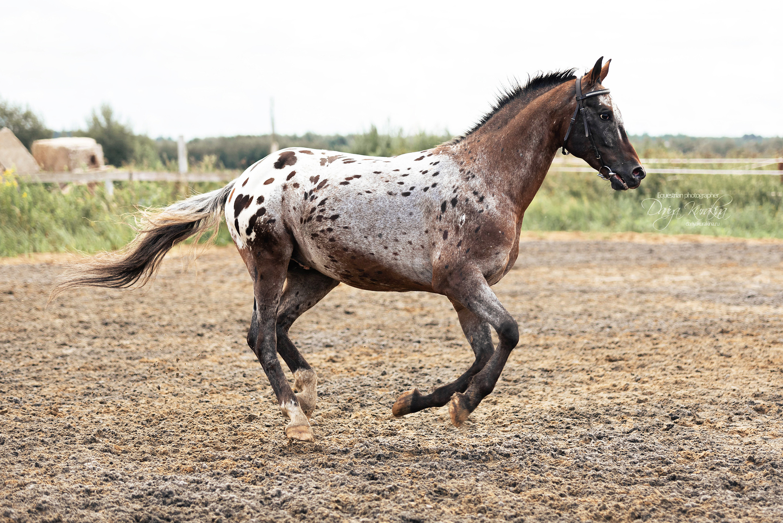 Кнабы. Конный фотограф Куракина Дарья • Фотосессии с лошадьми