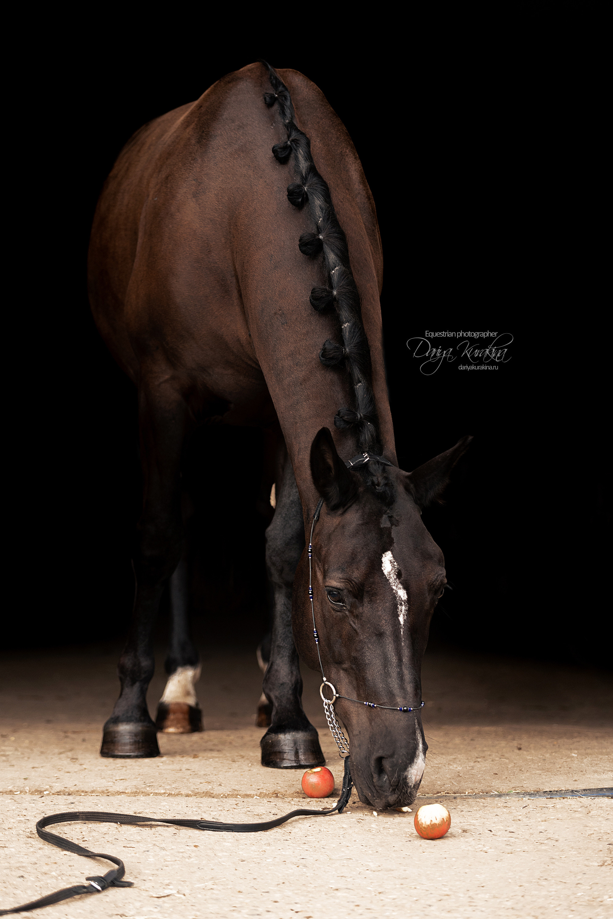 Джей Z. Конный фотограф Куракина Дарья • Фотосессии с лошадьми