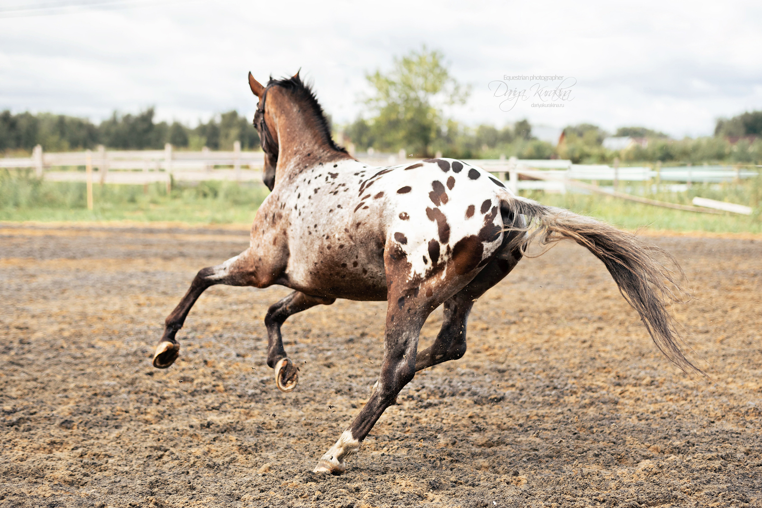 Кнабы. Конный фотограф Куракина Дарья • Фотосессии с лошадьми