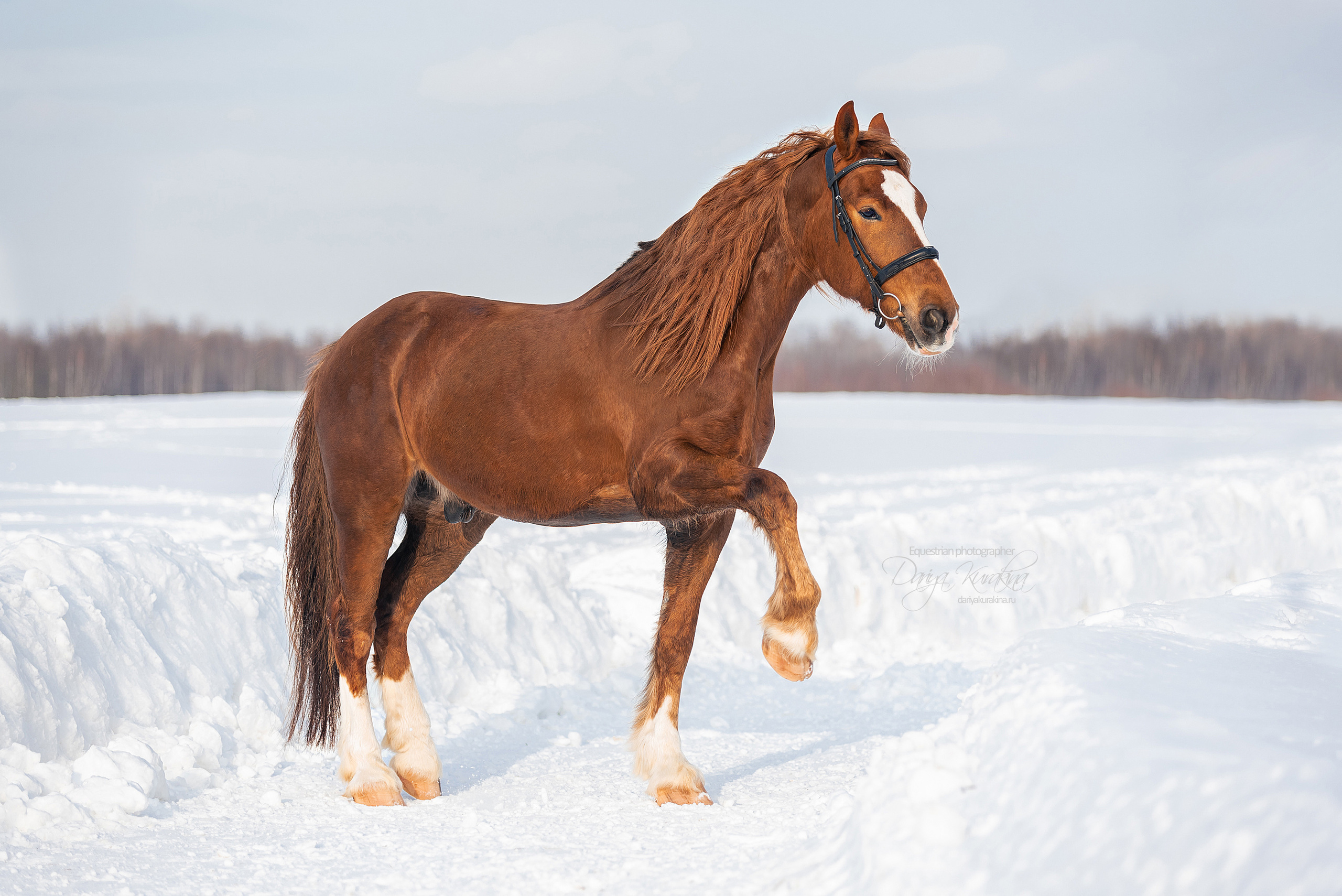 Лиза и Ригард. Конный фотограф Куракина Дарья • Фотосессии с лошадьми