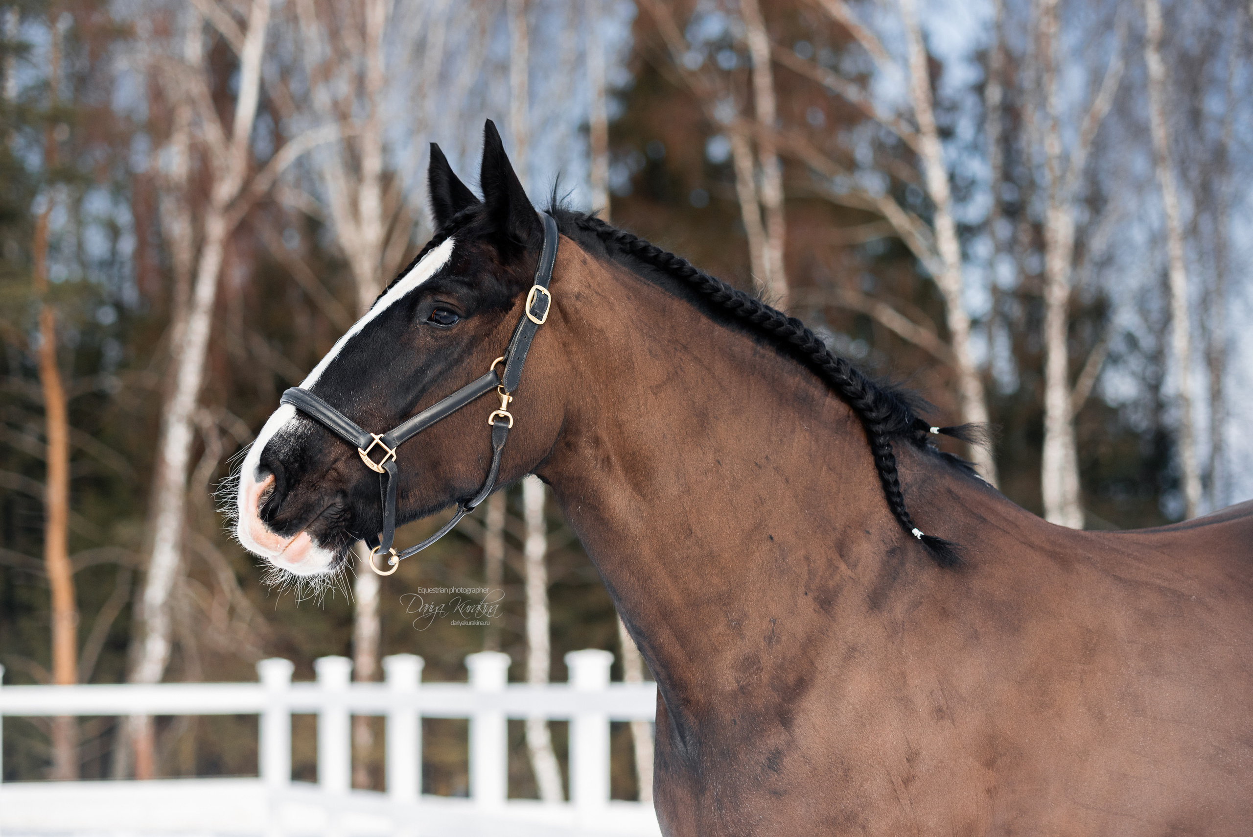 Лафарейдо. Конный фотограф Куракина Дарья • Фотосессии с лошадьми