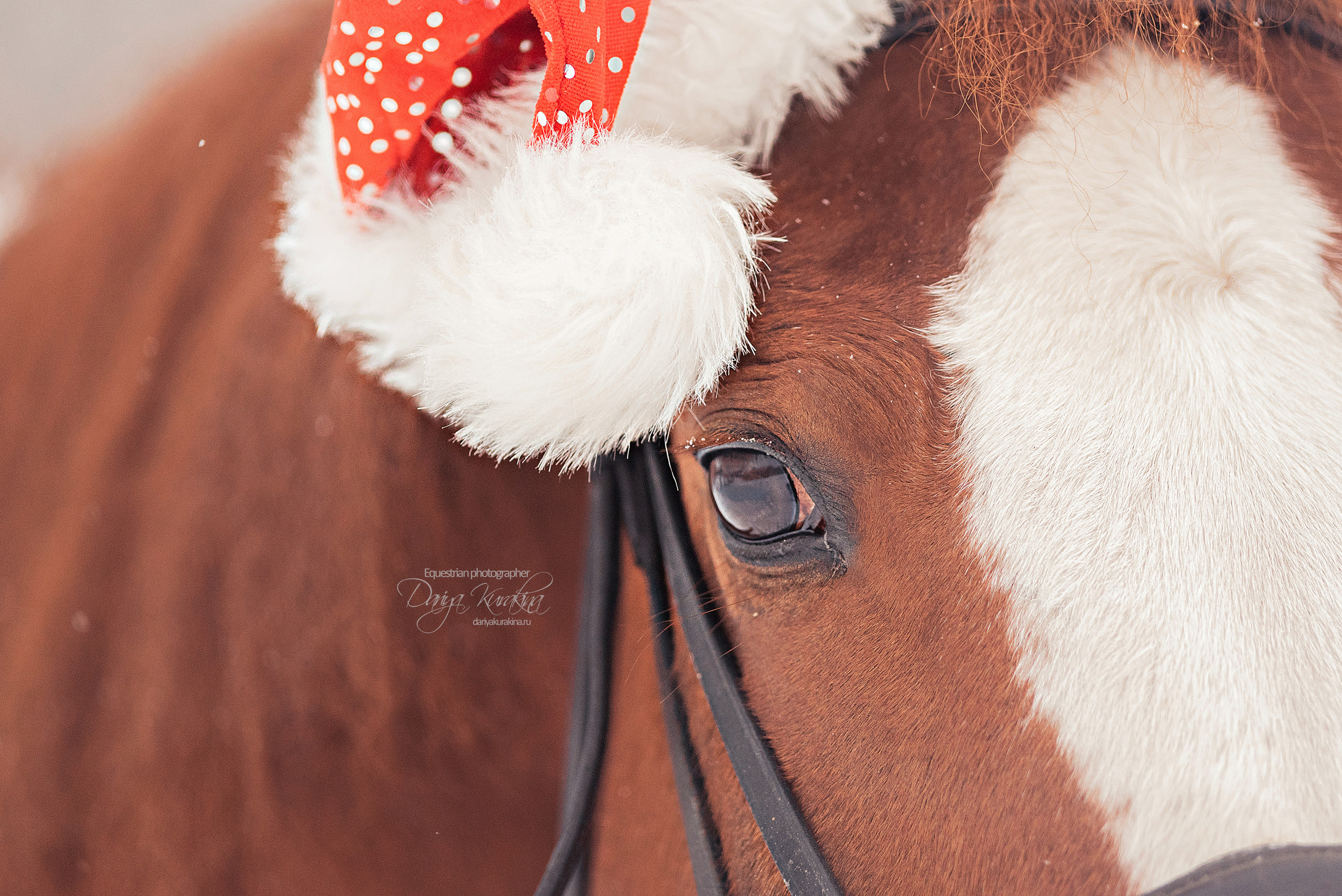Атос. Конный фотограф Куракина Дарья • Фотосессии с лошадьми