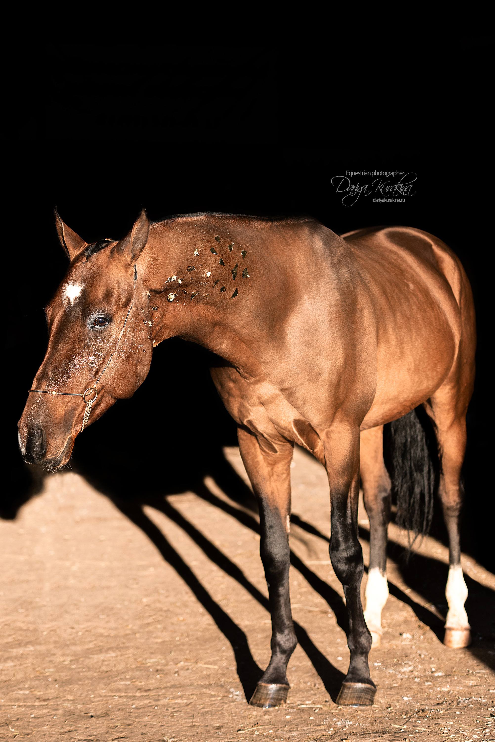 Сияние. Конный фотограф Куракина Дарья • Фотосессии с лошадьми