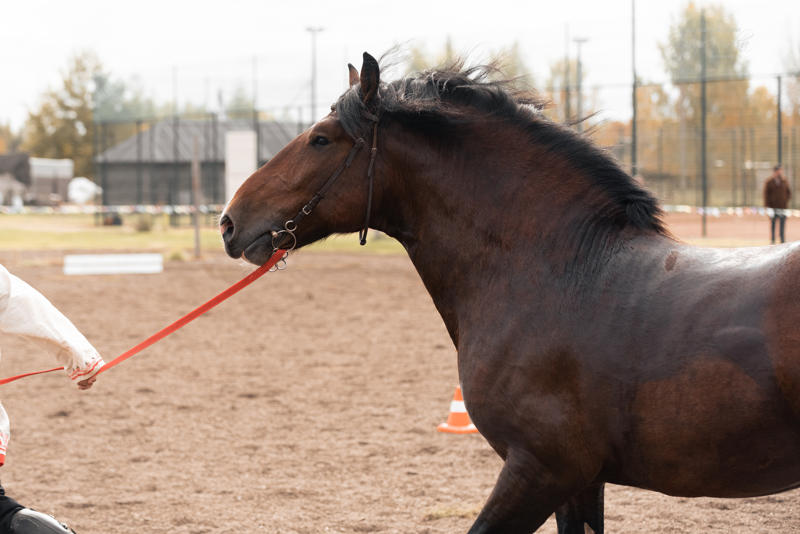 Богдарня. Конный фотограф Куракина Дарья • Фотосессии с лошадьми