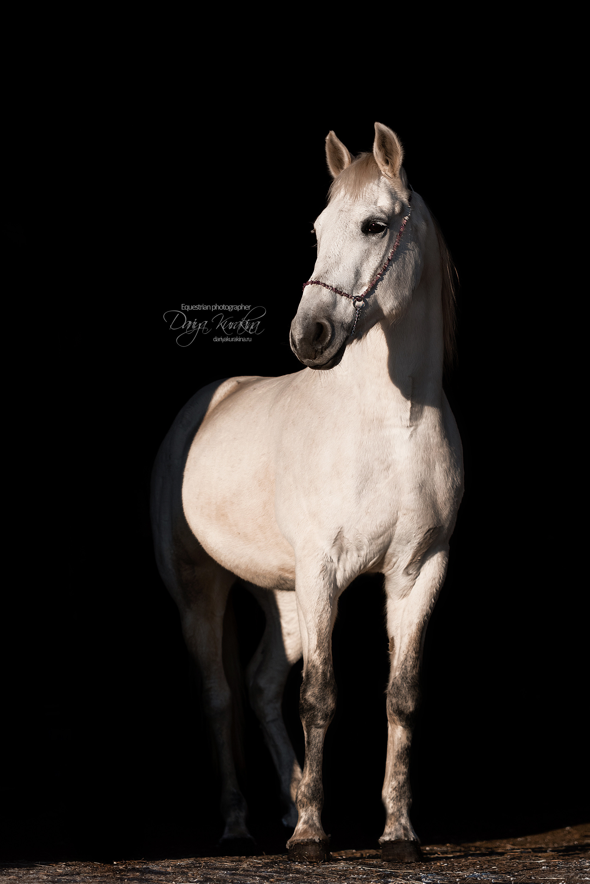 Сияние. Конный фотограф Куракина Дарья • Фотосессии с лошадьми