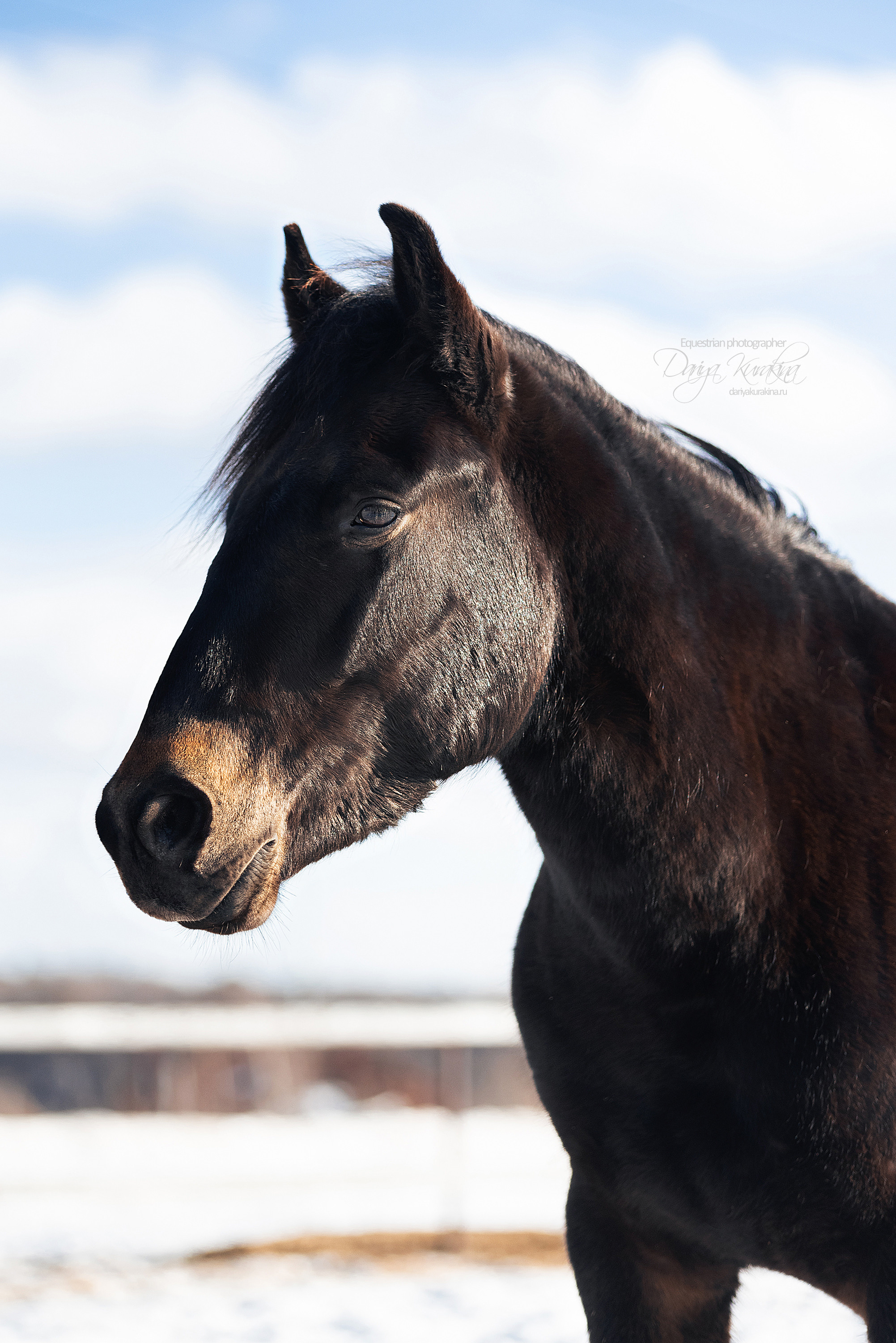 Кроули. Конный фотограф Куракина Дарья • Фотосессии с лошадьми